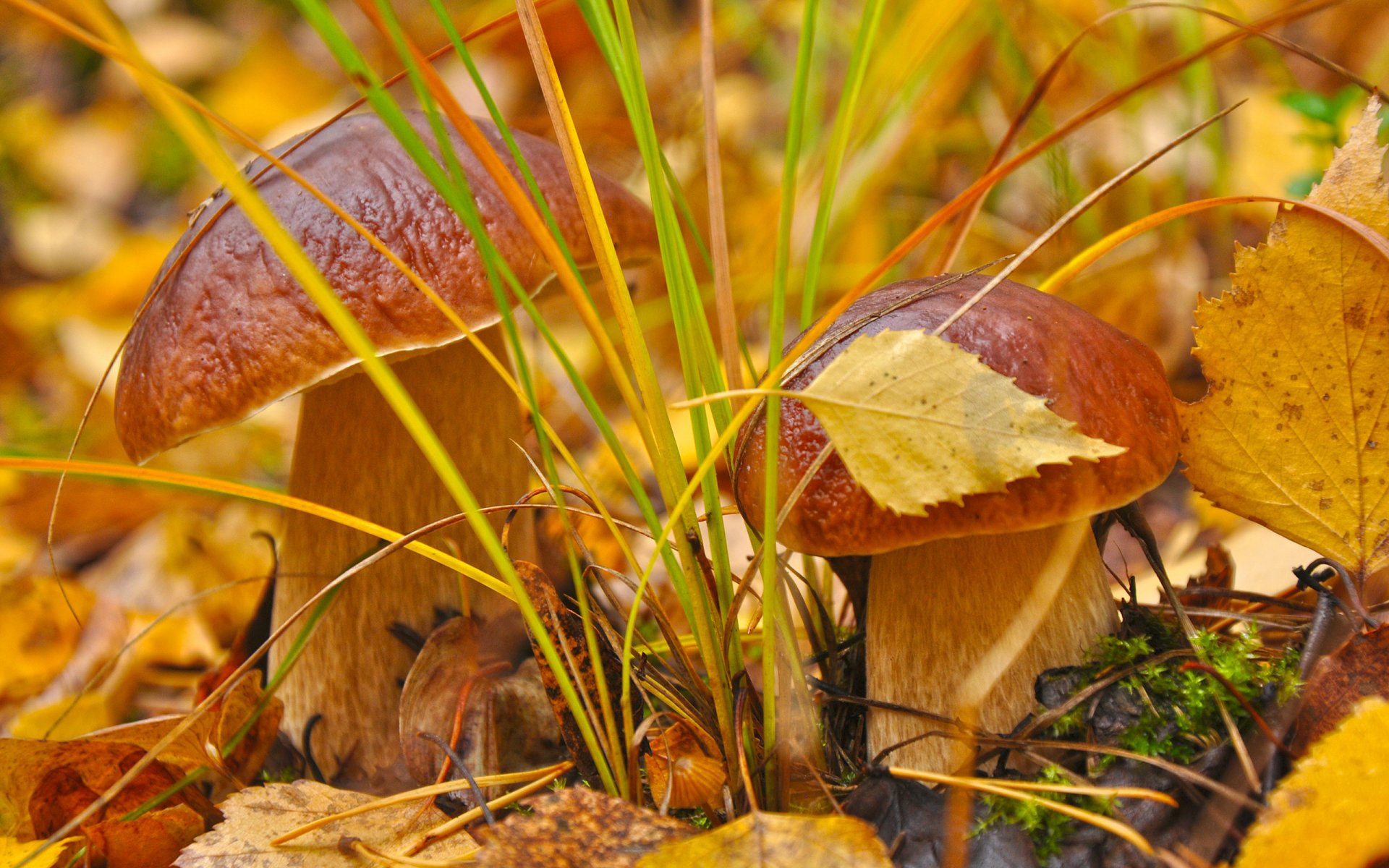 mushrooms autumn grass leaves close up