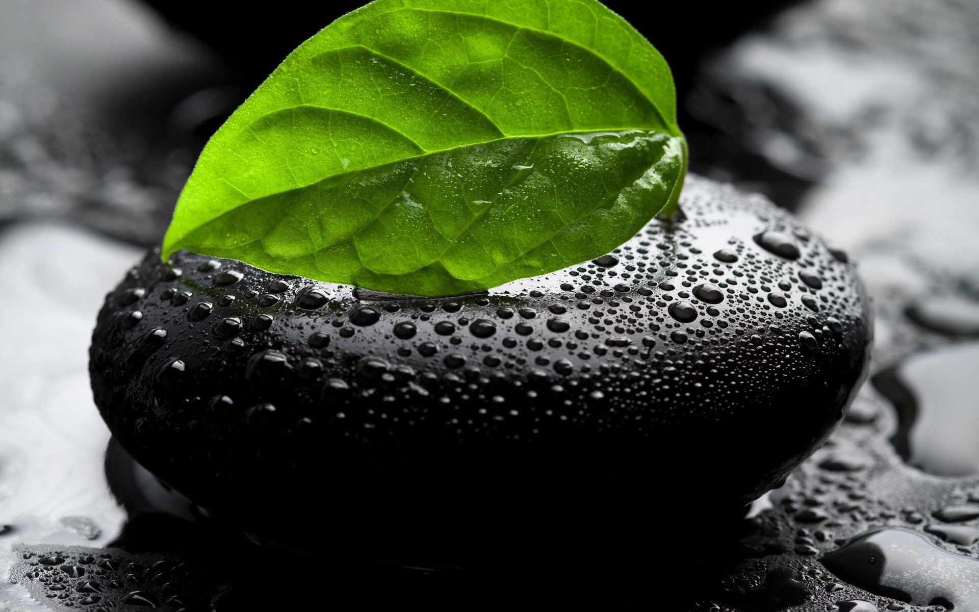 close up drops drop stone stones leaves piece sheets water