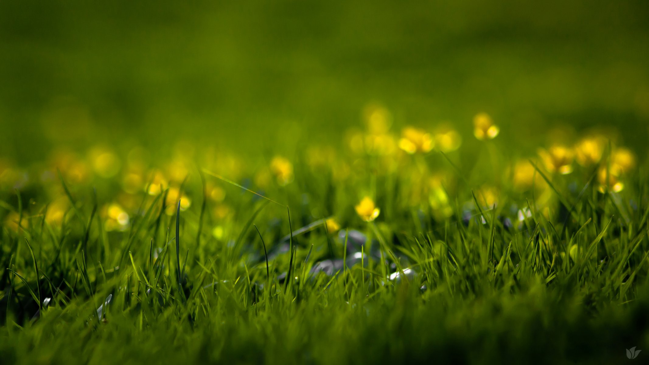 natura primavera estate fiori erba erba fili d erba filo d erba verde freschezza