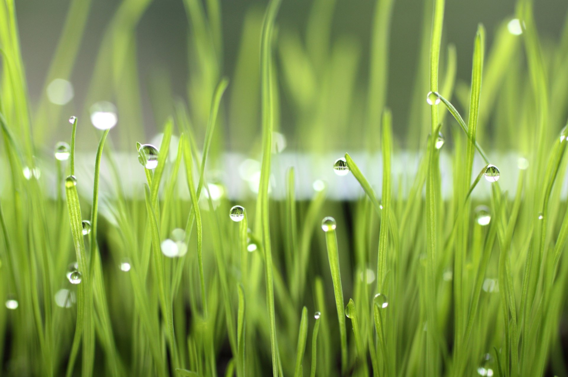 macro gotas hierba rocío mañana