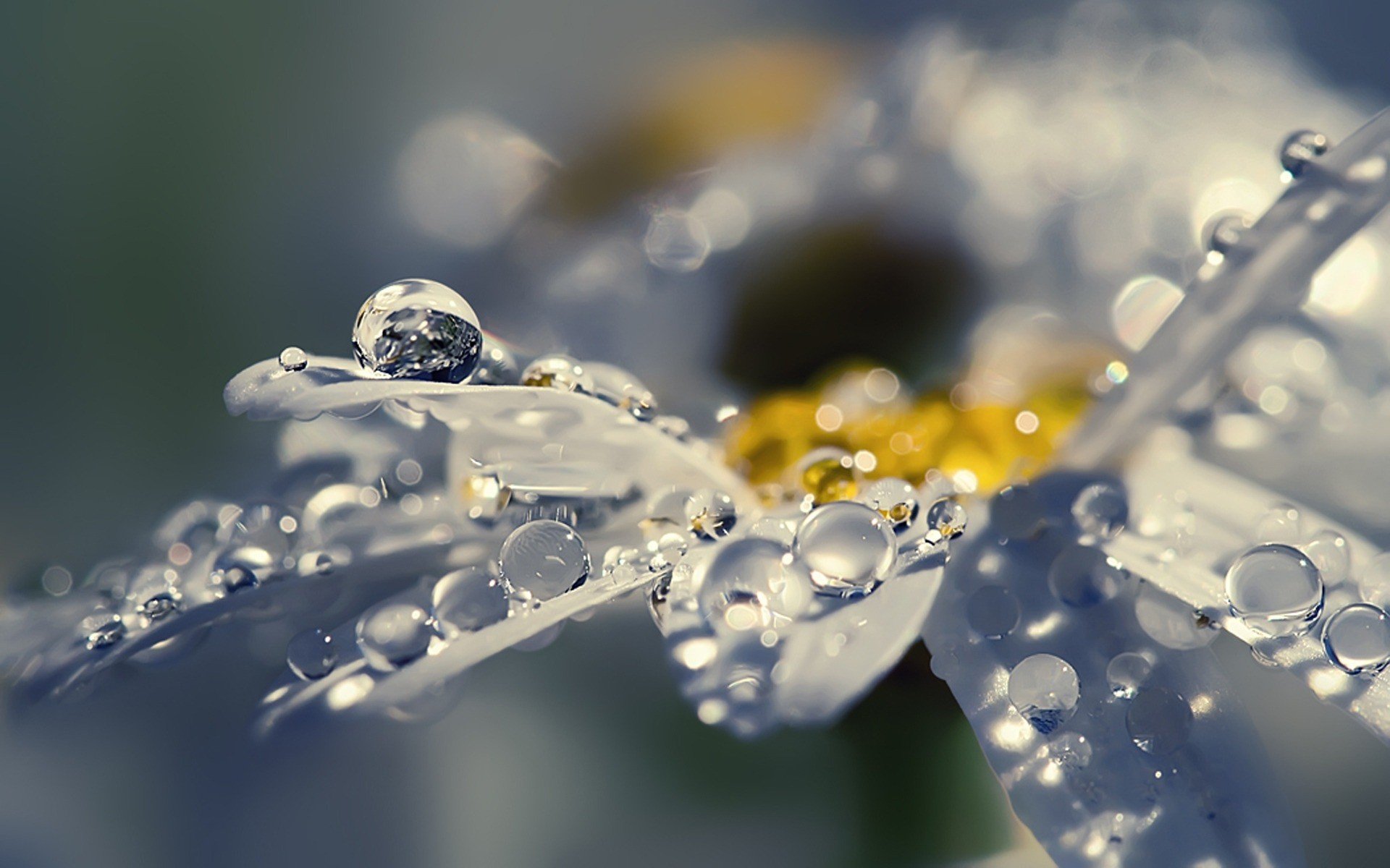 pétales gouttes rosée fleur camomille éclat éclat gros plan