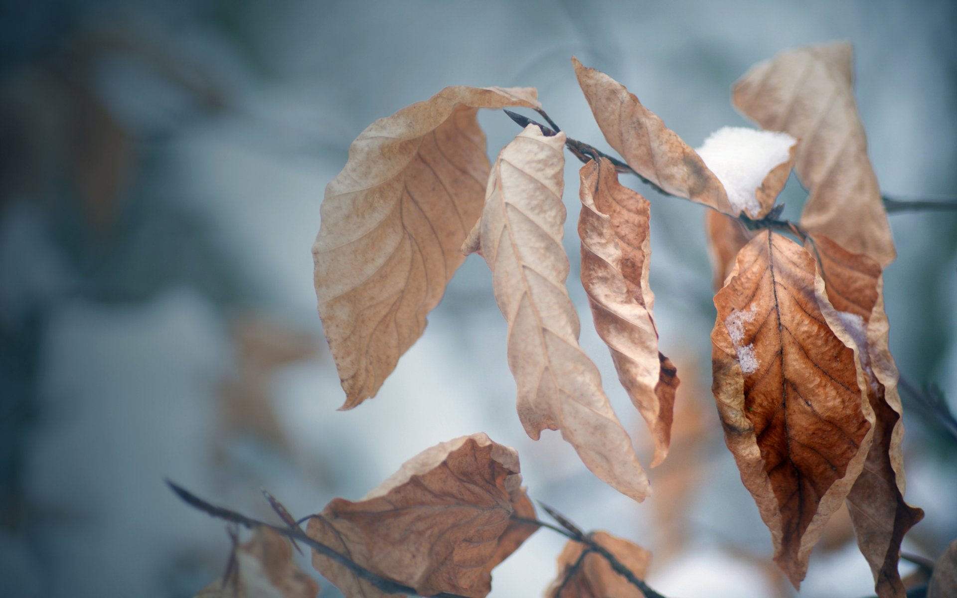 close-up wallpaper snow leaves winter autumn autumn wallpaper winter wallpaper branch tree cool frost mood