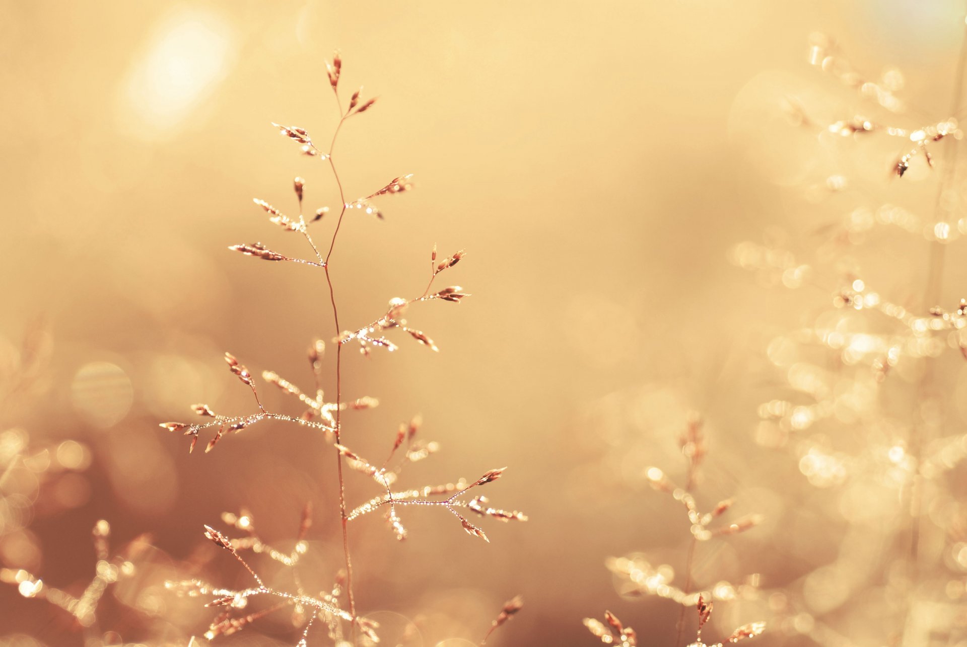 ährchen pflanzen gras stängel golden farbe licht blendung tropfen tau makro natur