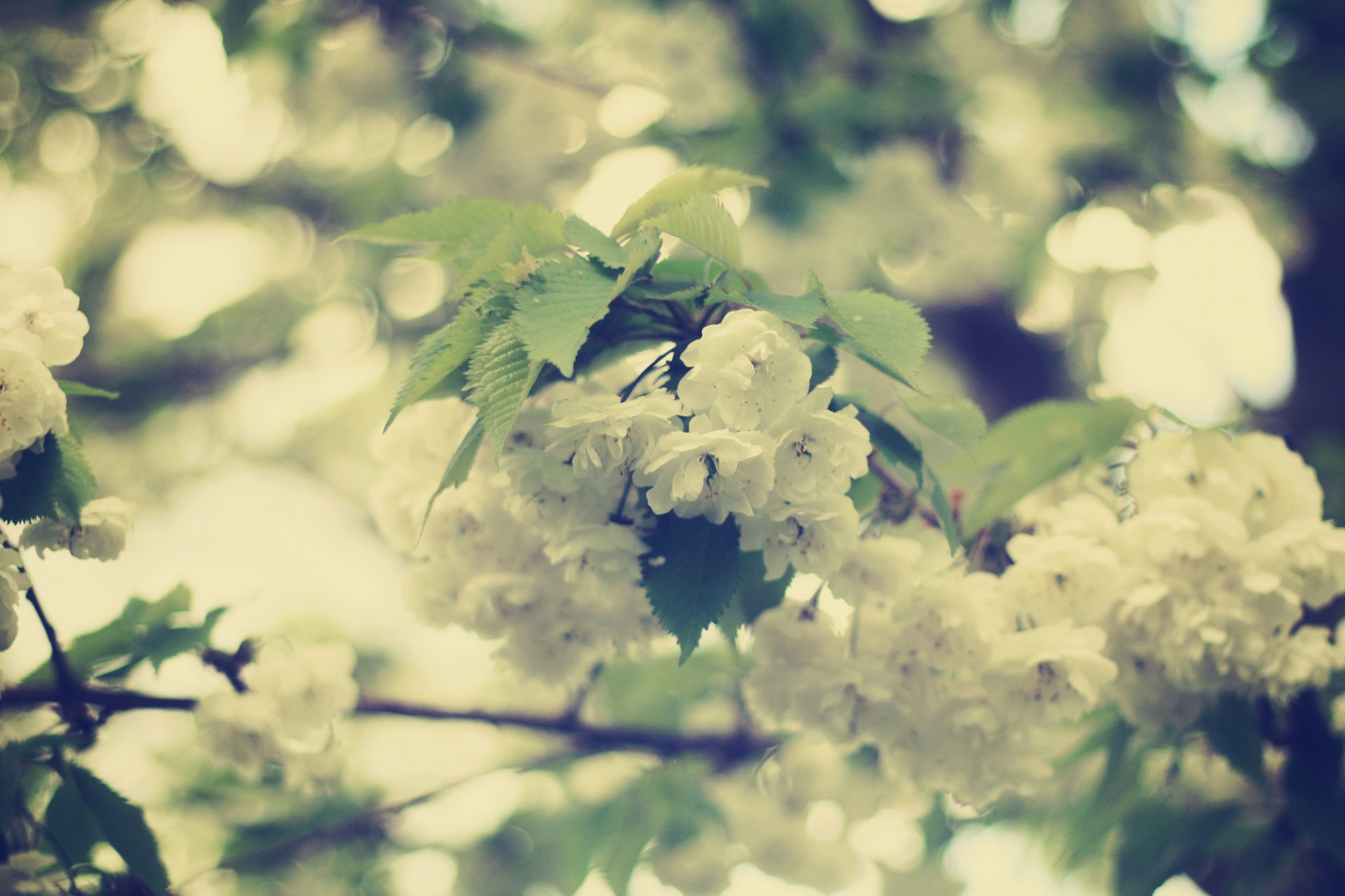 white flower bloom leaves branch spring beauty blur bokeh tender