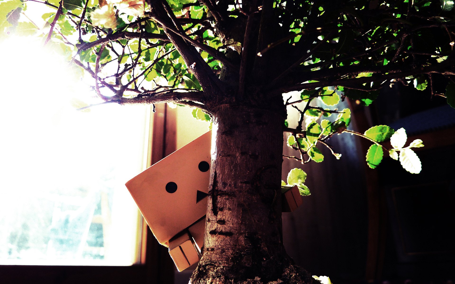 macro danbo en boîte homme plante lumière photo image papier peint