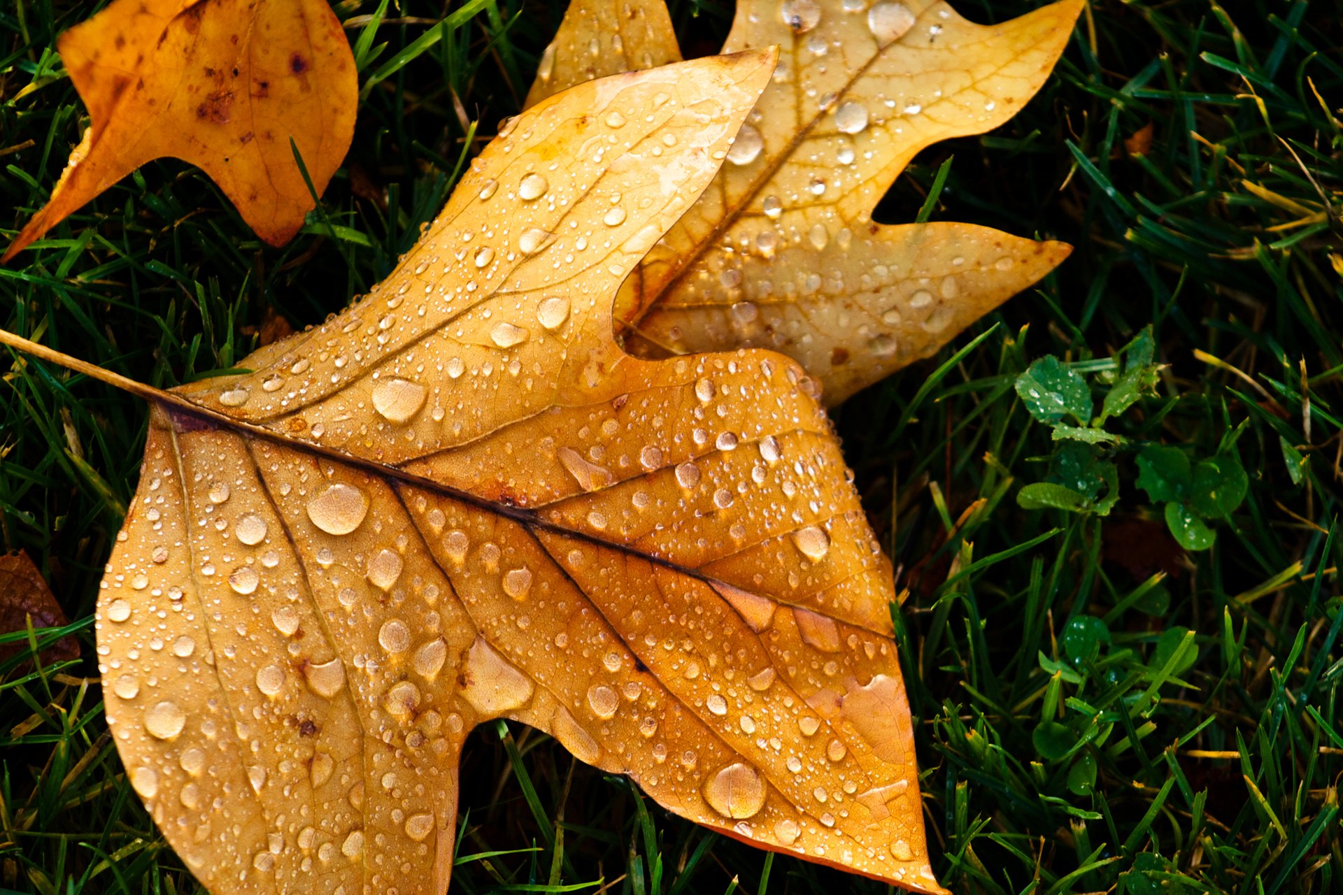 gros plan feuille gouttes automne