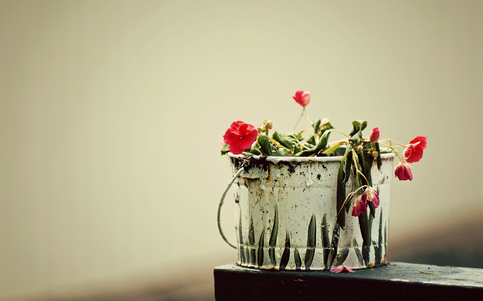 makro blumen eimer pflanze gras zeichnung kreativ kreativ