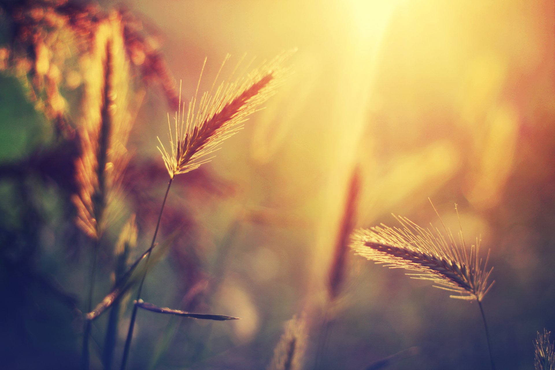 close up spikes plant grass light sun reflections blur