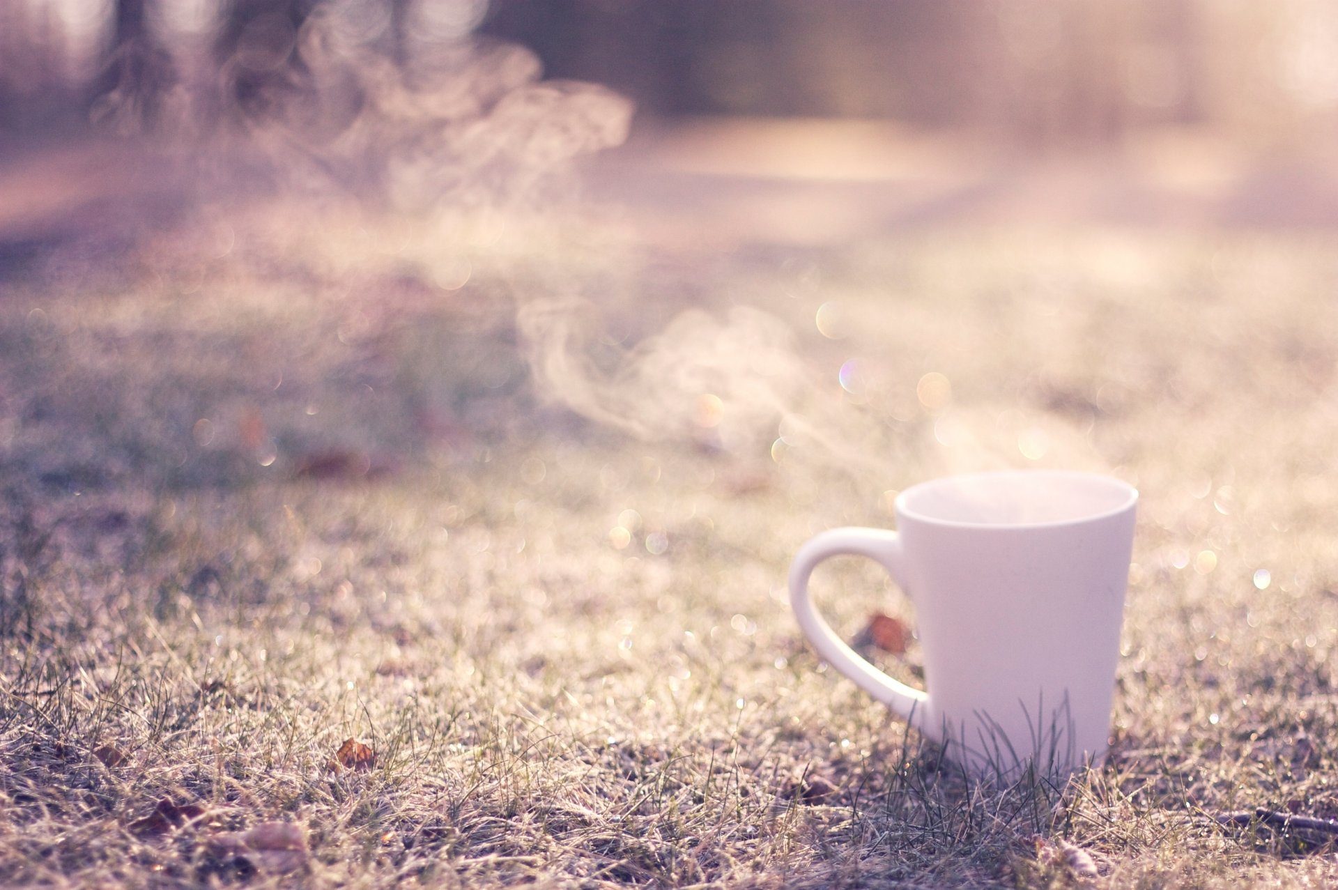 photo macro herbe tasse fond fond d écran