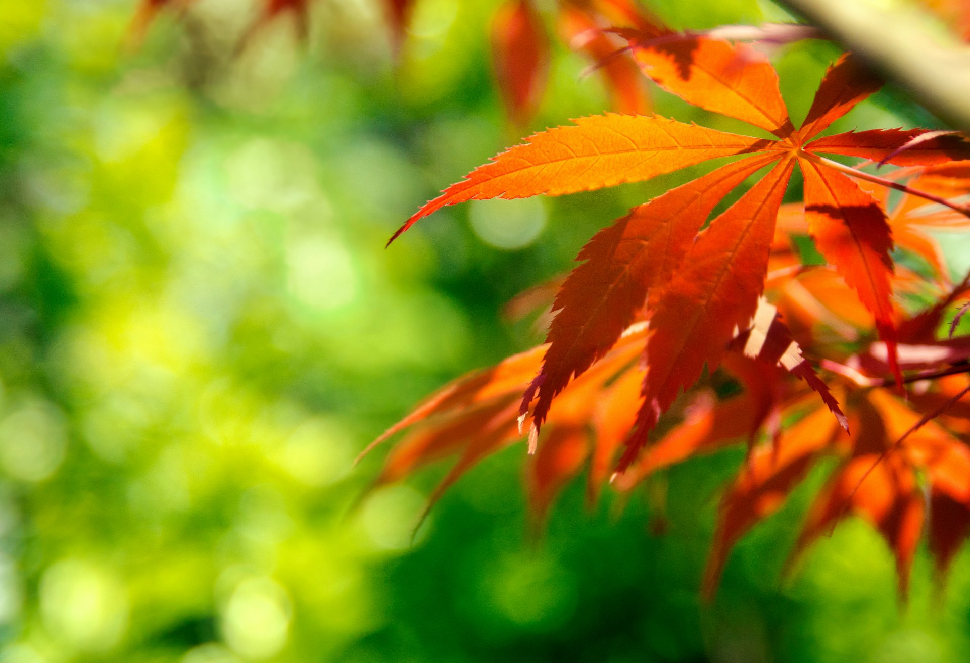 macro fogliame ramo abbagliamento autunno