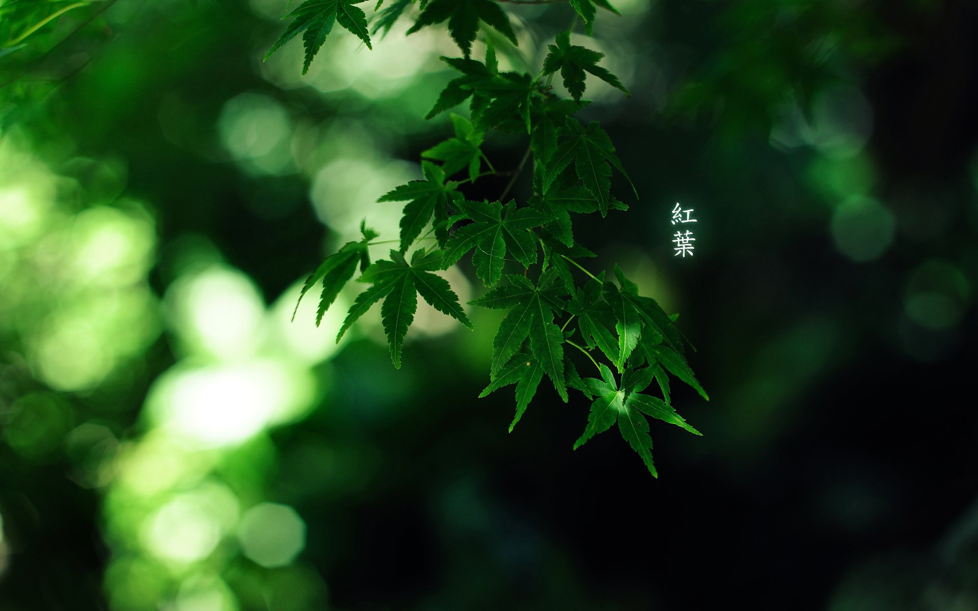 leaves characters green colour by burningmonk 1920x1200