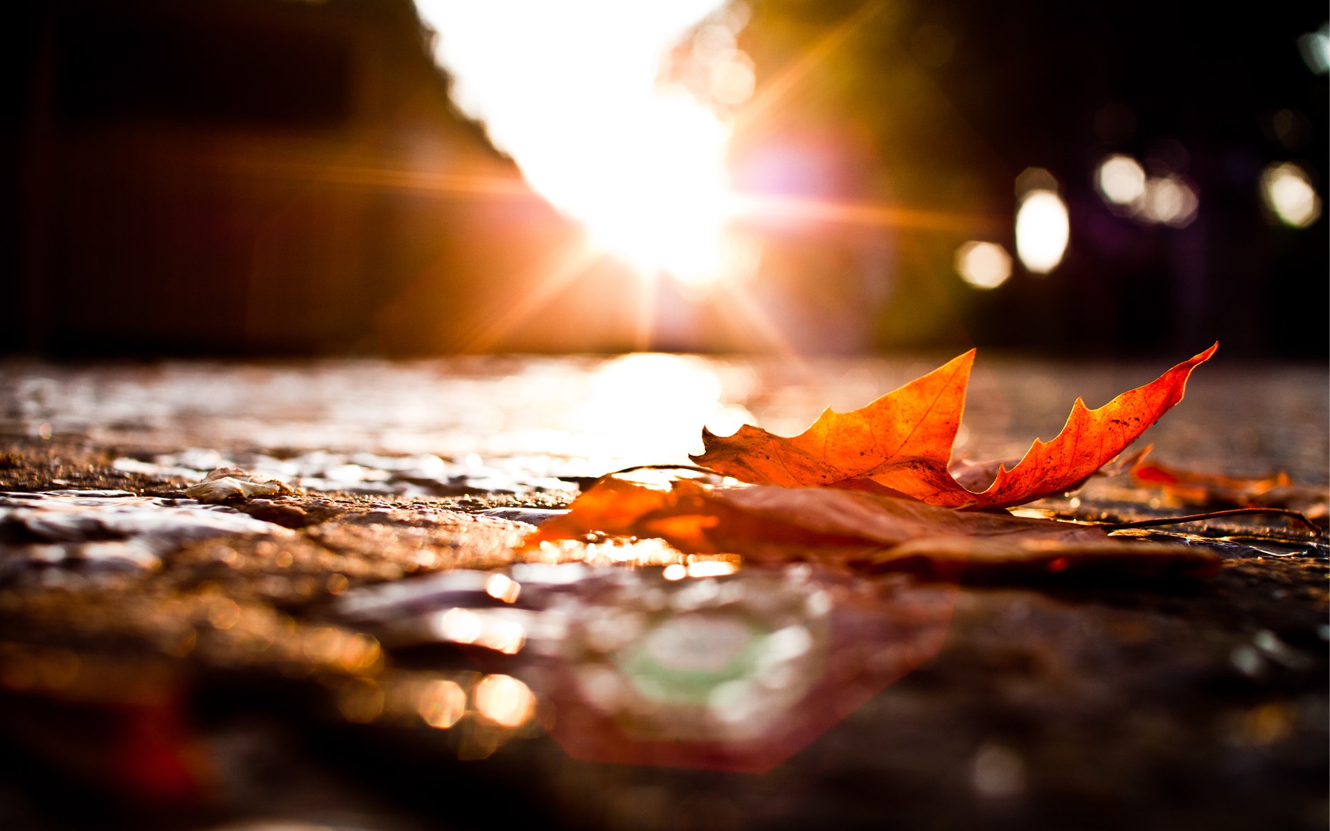 feuille tombé automne gros plan route lumières