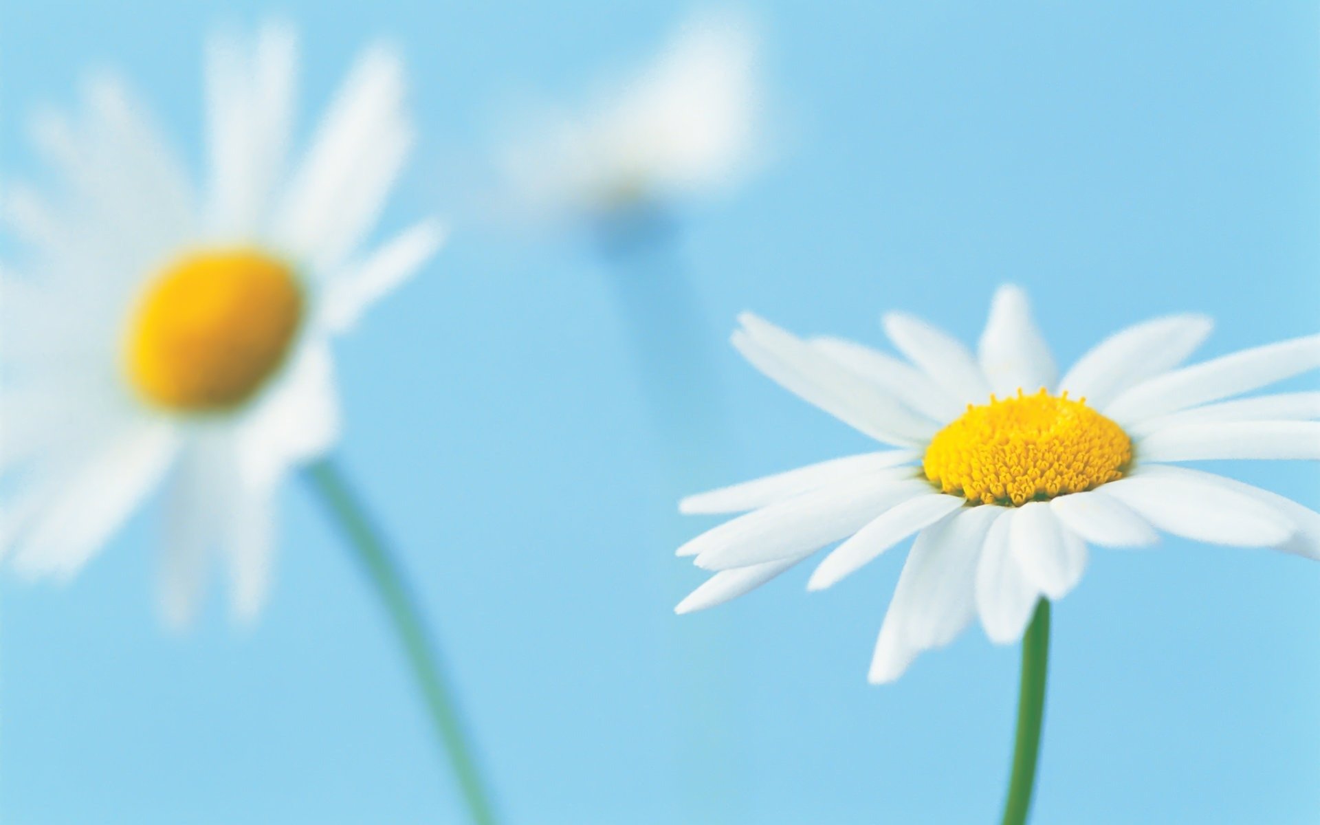 daisy flower white petals close up blue background