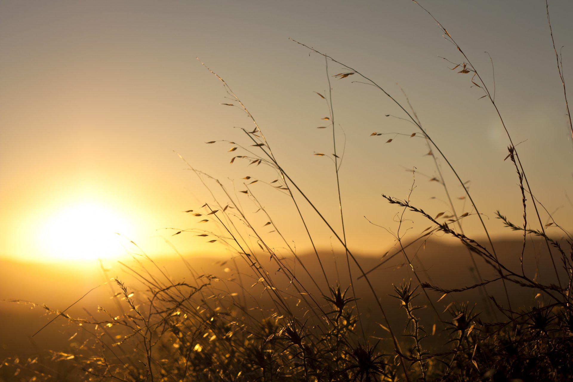 aube aube soleil matin brins d herbe plantes dans les rayons éblouissement ciel