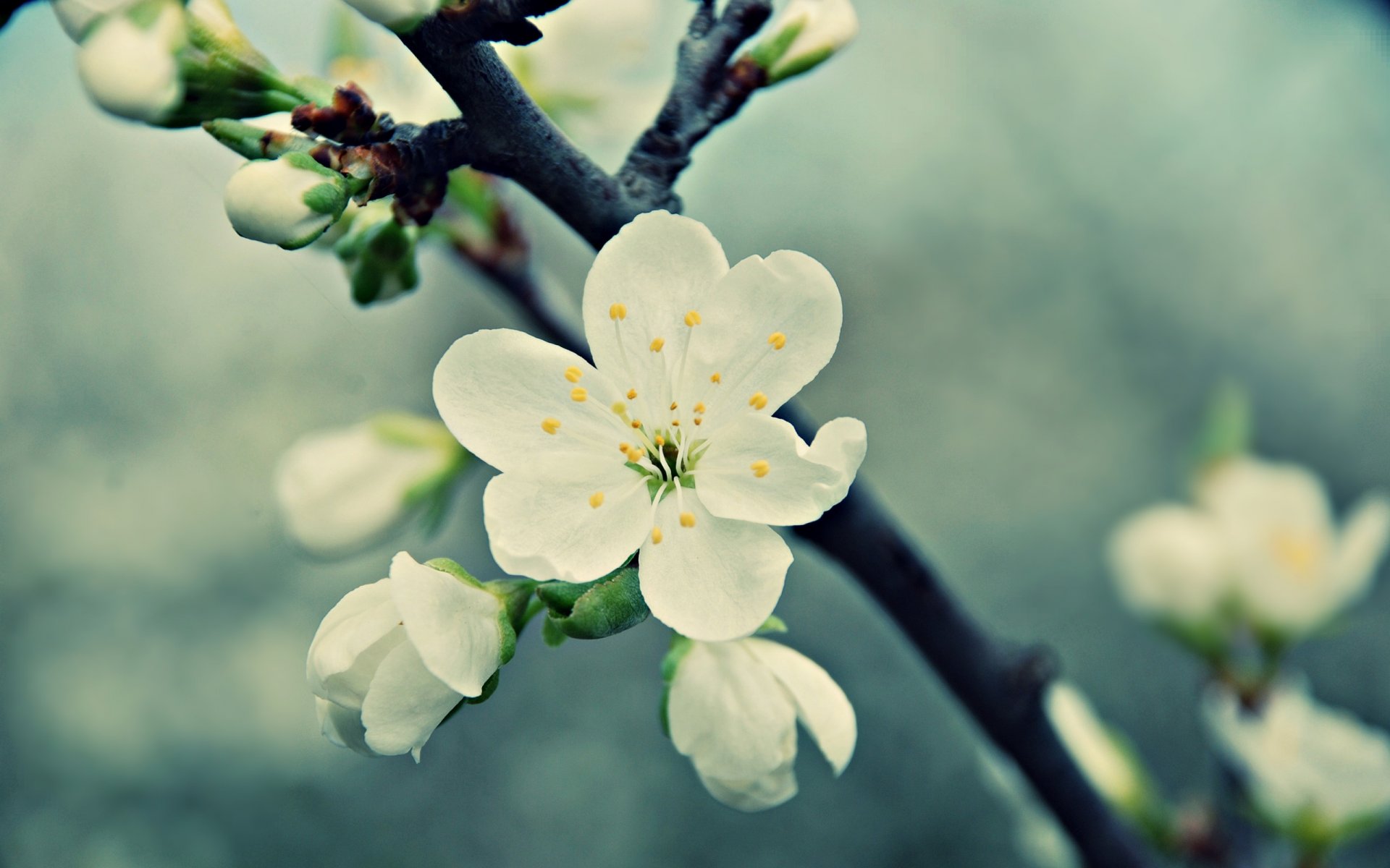 blume weiß kirsche frühling blüte blütenblätter zweig makro