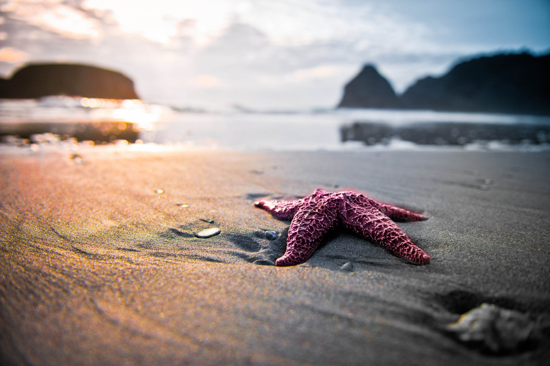 natura spiaggia sabbia stella