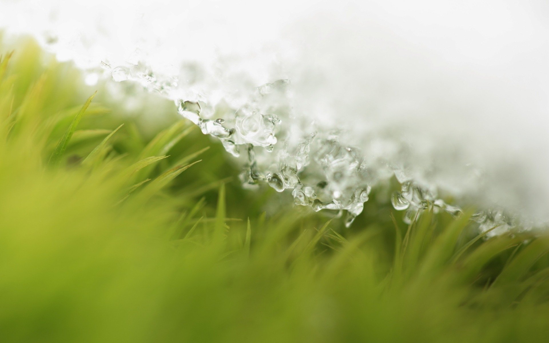 grass snow drops spring