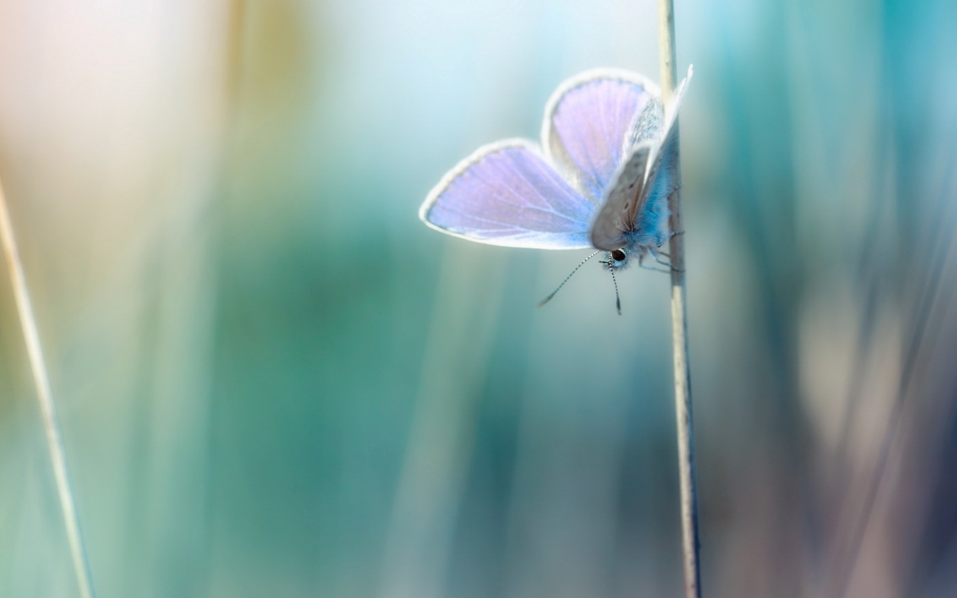 photo macro plants blade of grass butterfly background wallpaper