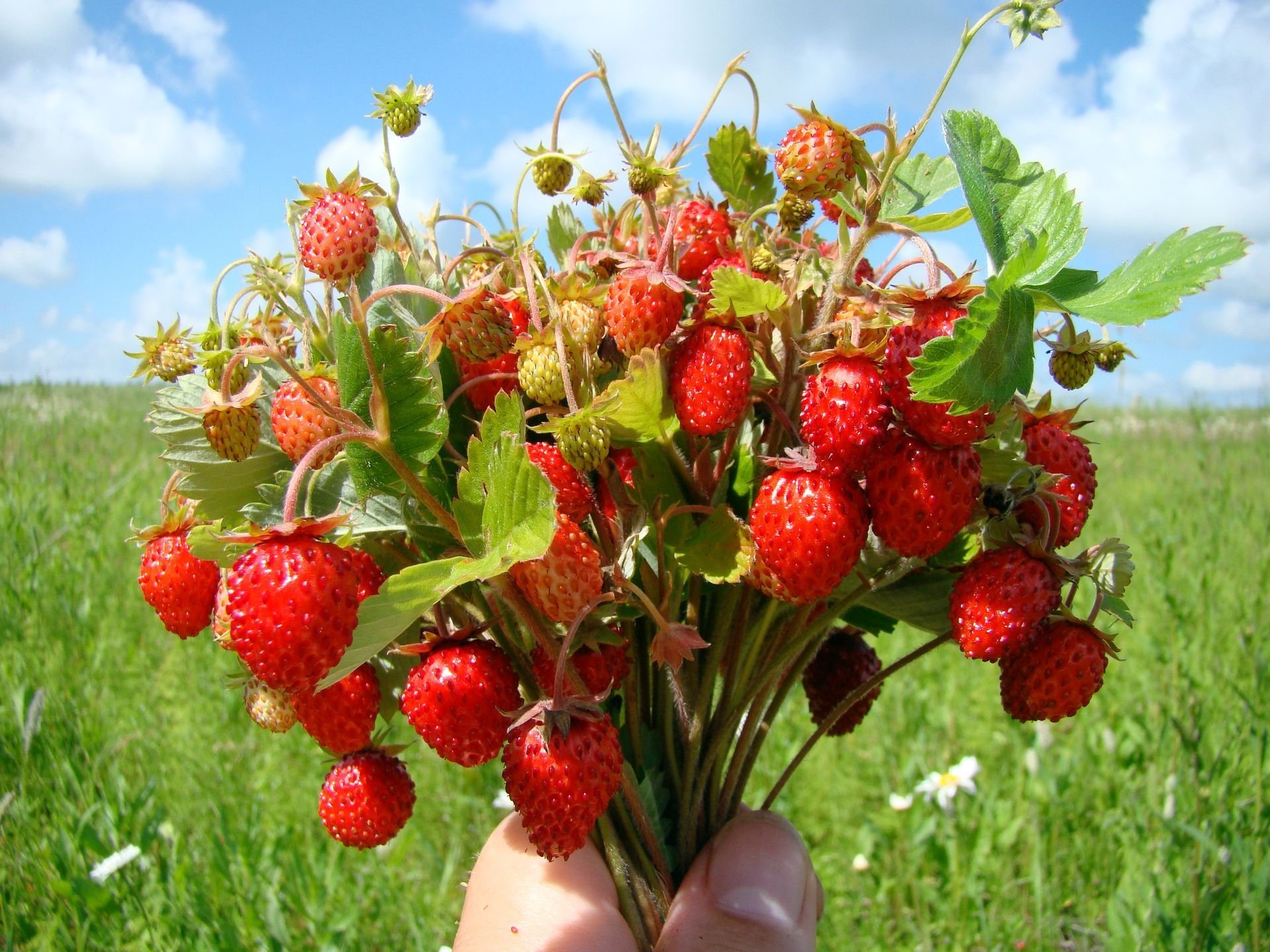 baies fraises bouquet