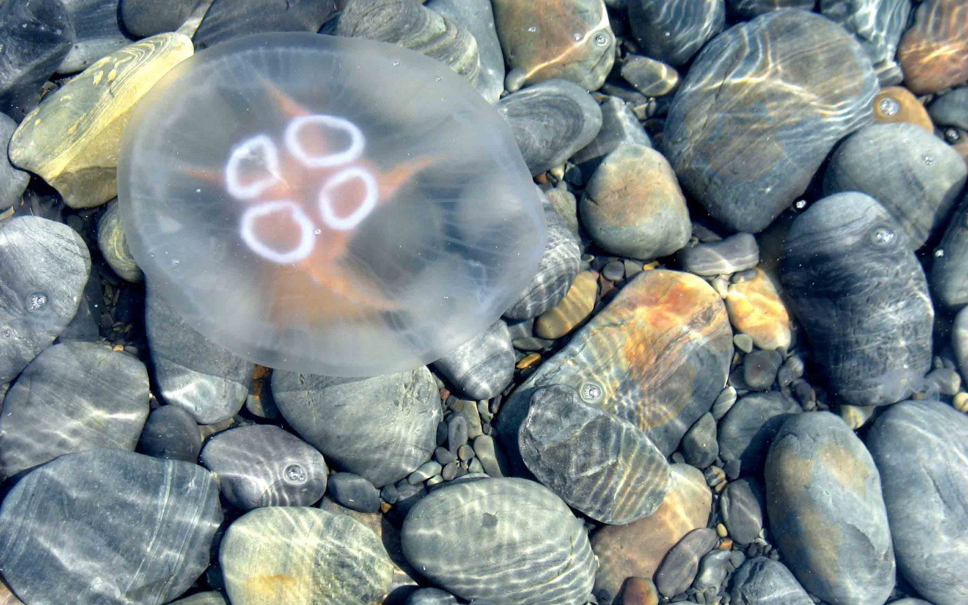 medusa agua piedras