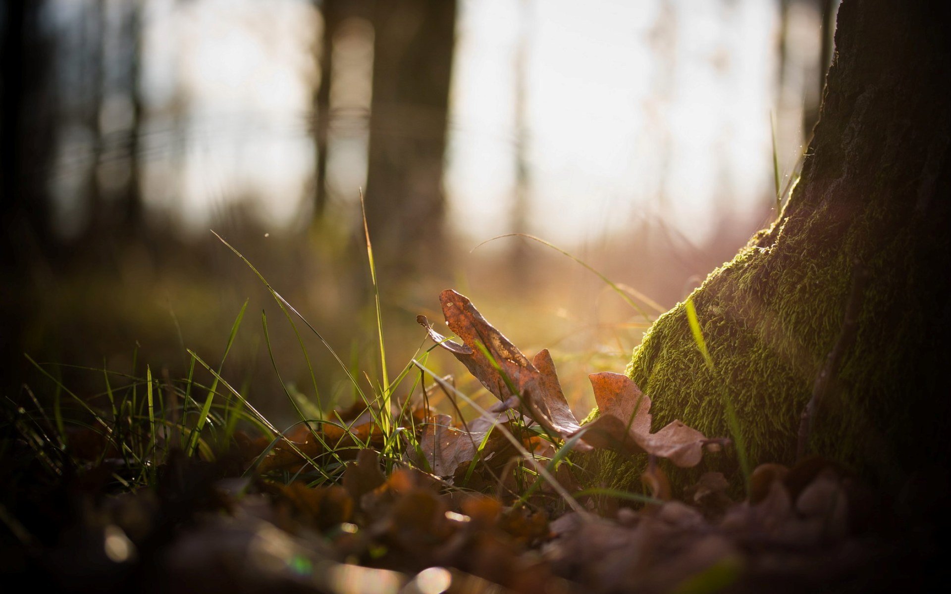 natura piante erba albero foresta muschio foglie autunno foto macro sfondo carta da parati