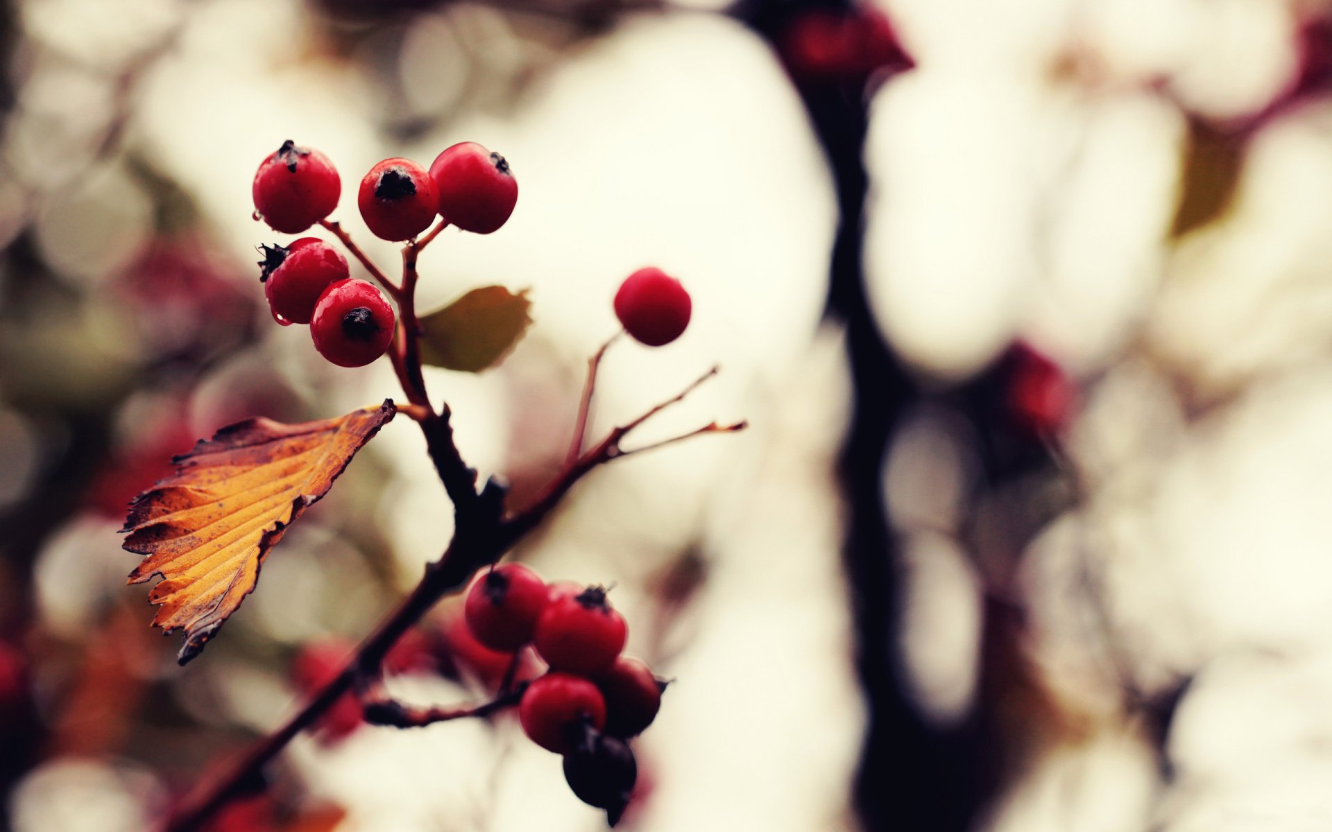 nature close up of the plant. branch berries autumn photo images flowers processing background wallpaper