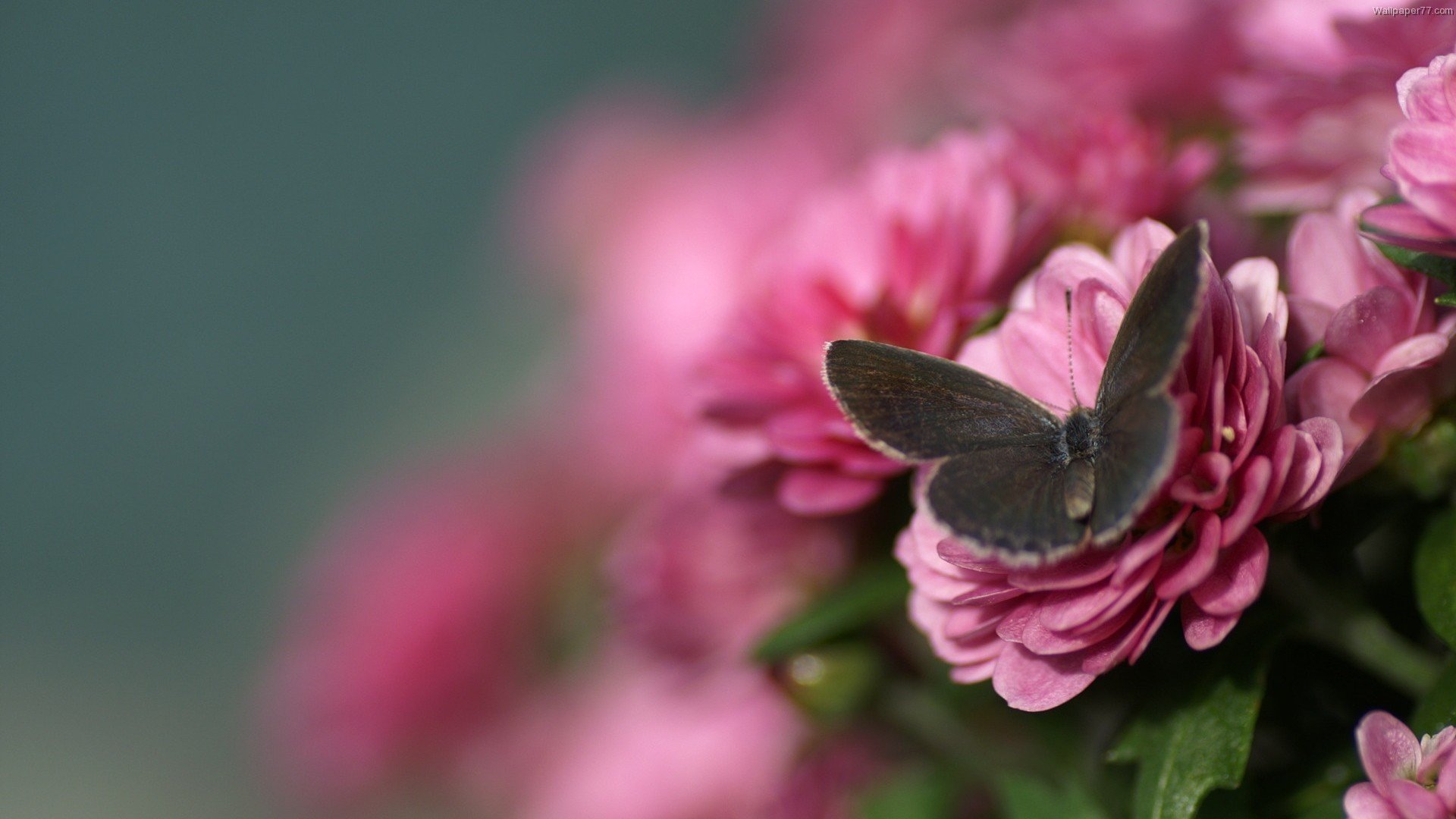 blumen schmetterling makro unschärfe rosa