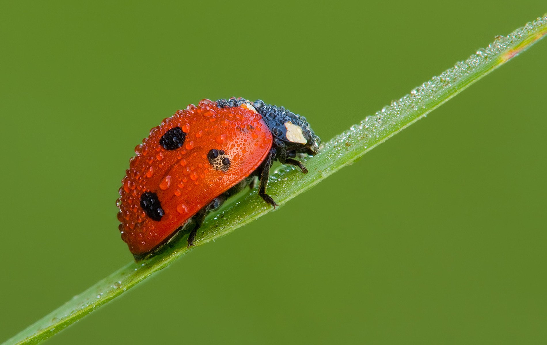 scalatore rosso scarabeo coccinella gocce