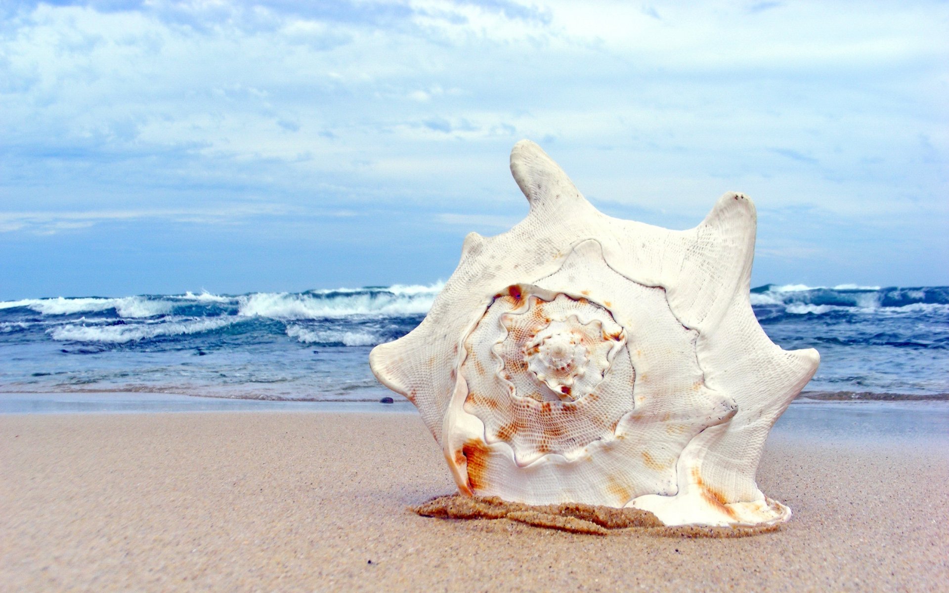 macro shell shell sand shore beach waves sea sky summer