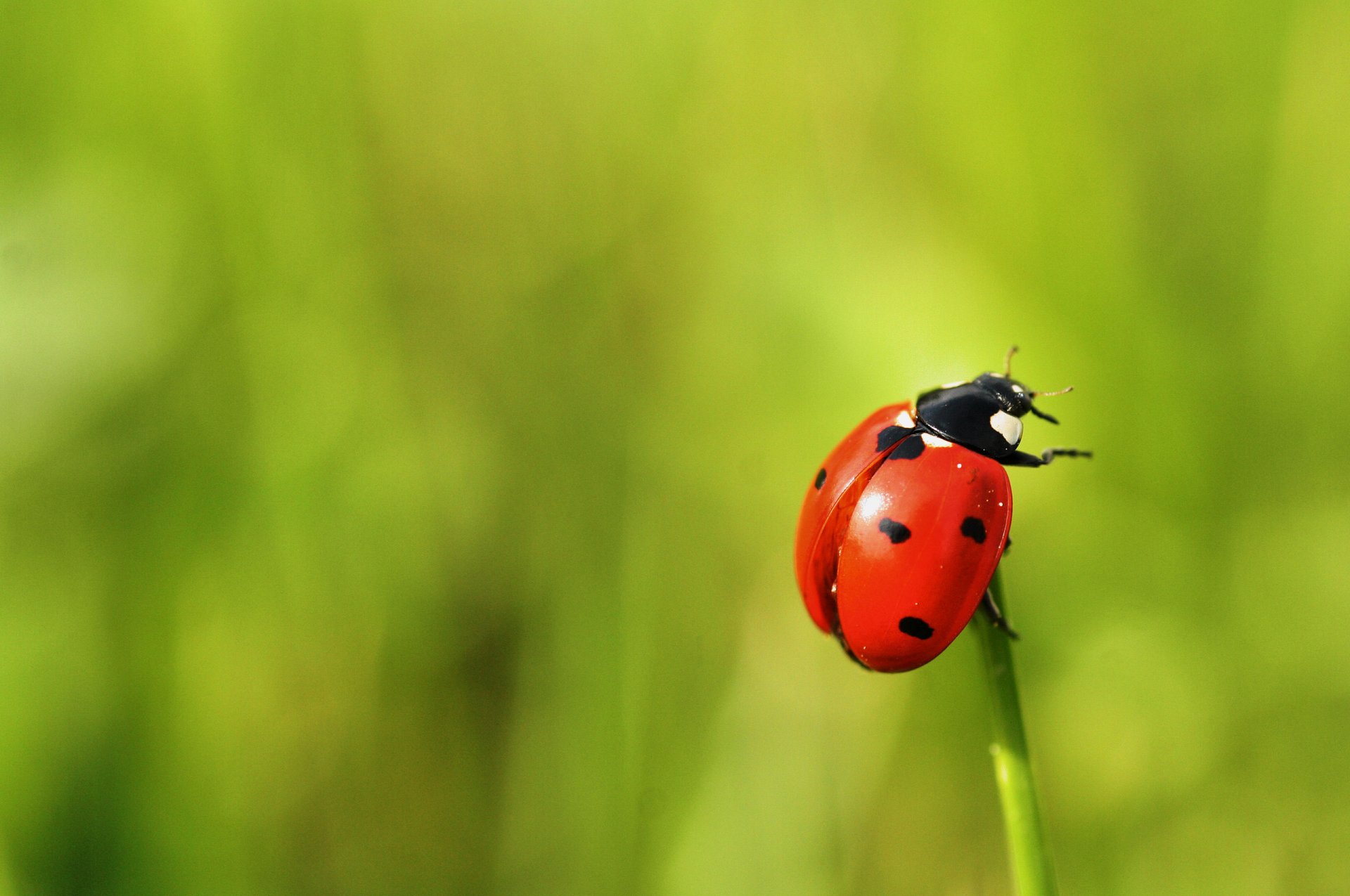 gros plan coléoptère coccinelle fond vert