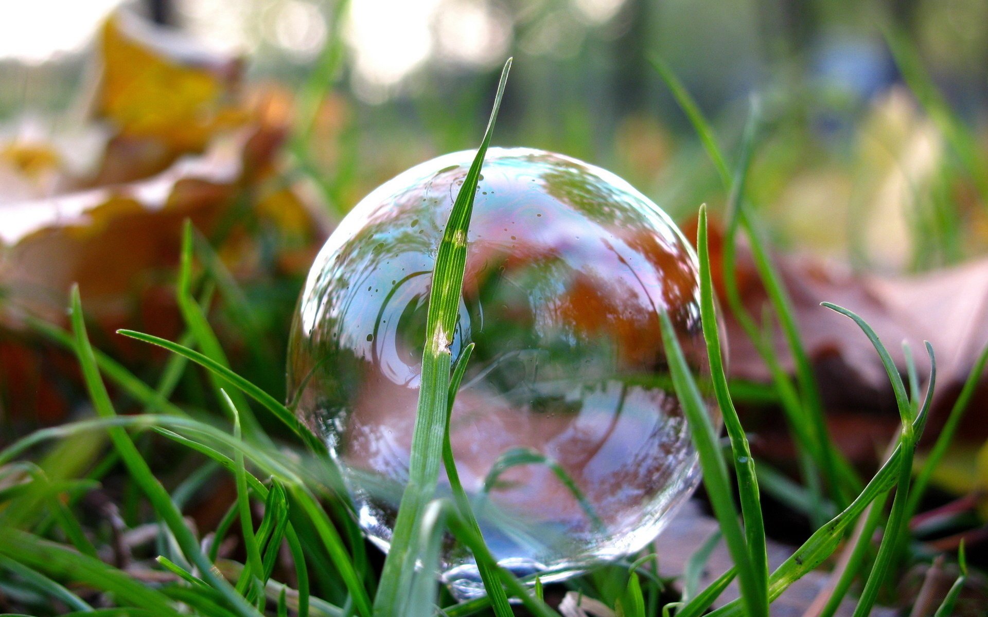 park turf grass leaves close up photo soap bubble reflection