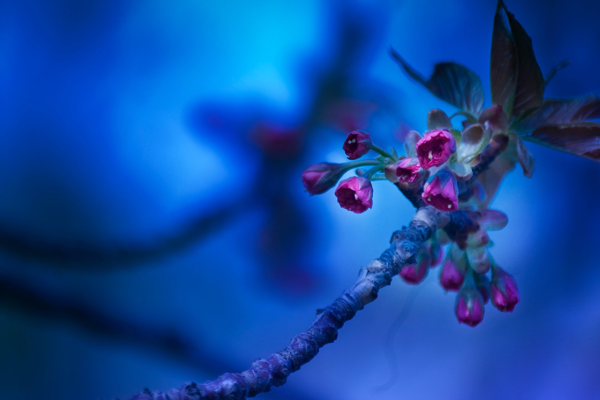 close up siny background branch flower