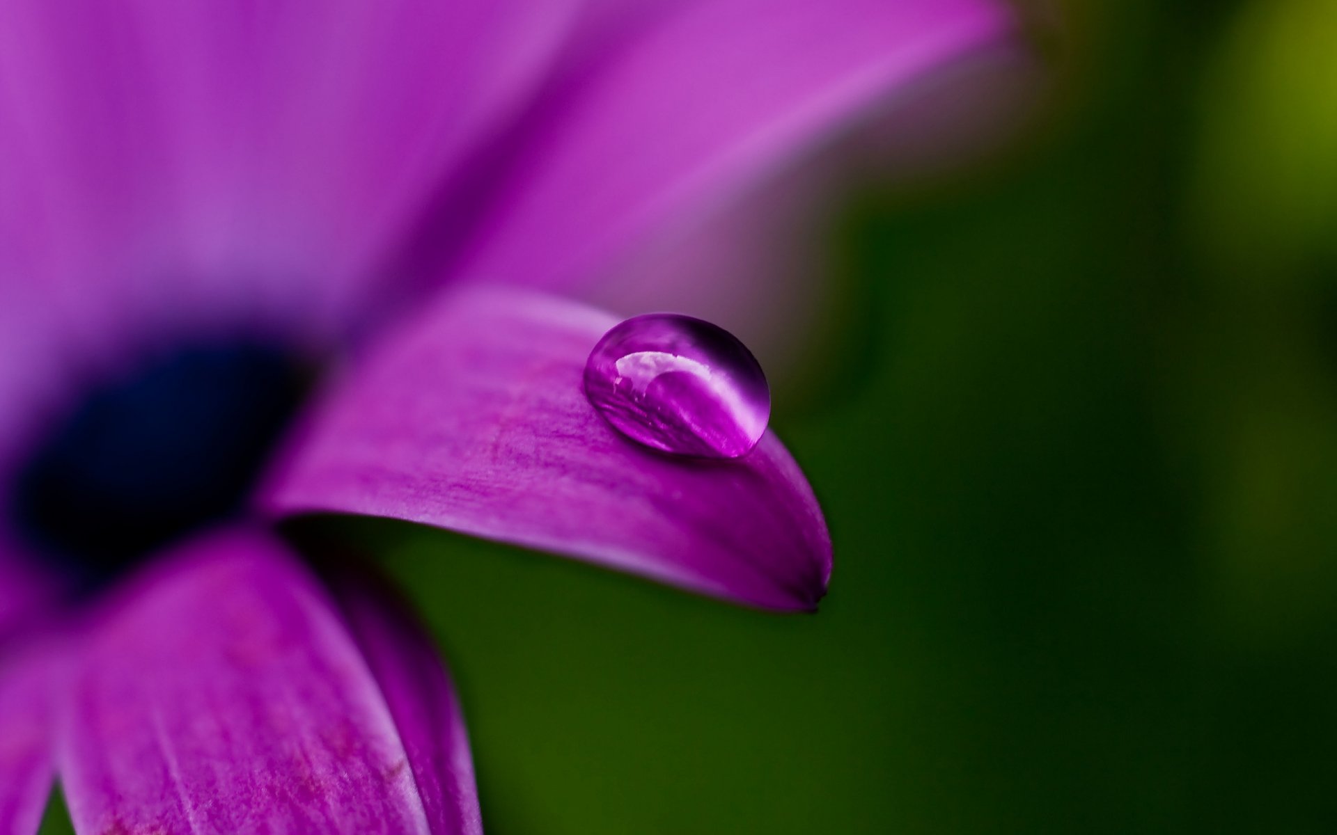 goutte rosée macro fleur violet violet pétale vert couleur nature plante