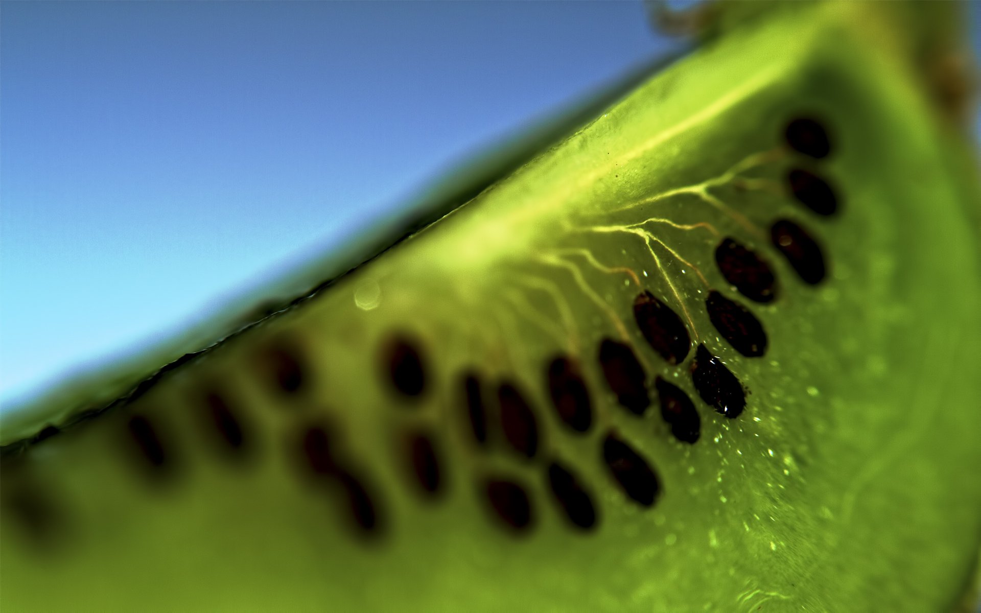 kiwi fruit actinidia chinensi