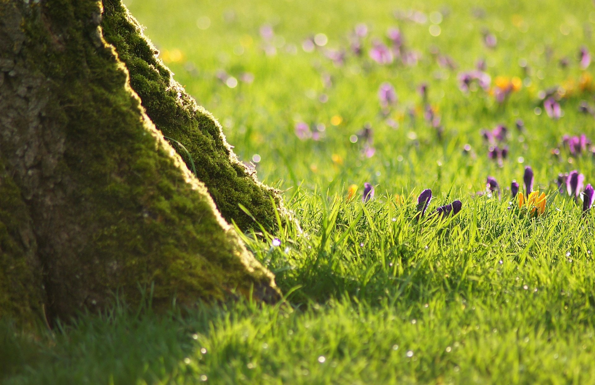 arbre herbe fleurs