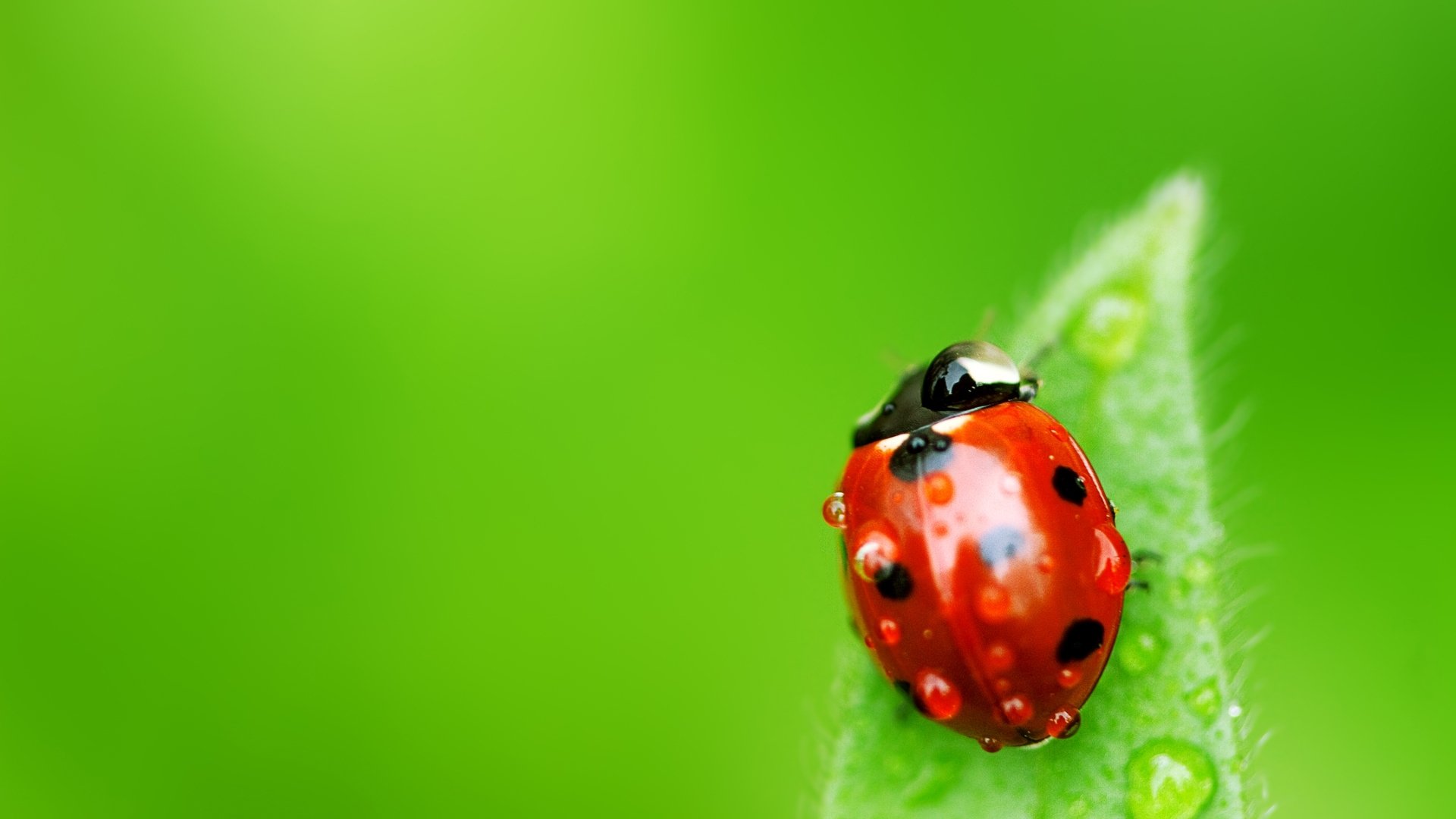 sfondo foglia insetto coccinella coccinella gocce acqua rugiada