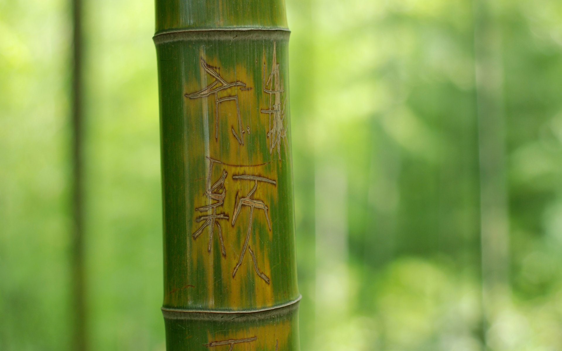 tree nature bamboo green trunk characters inscription background close up