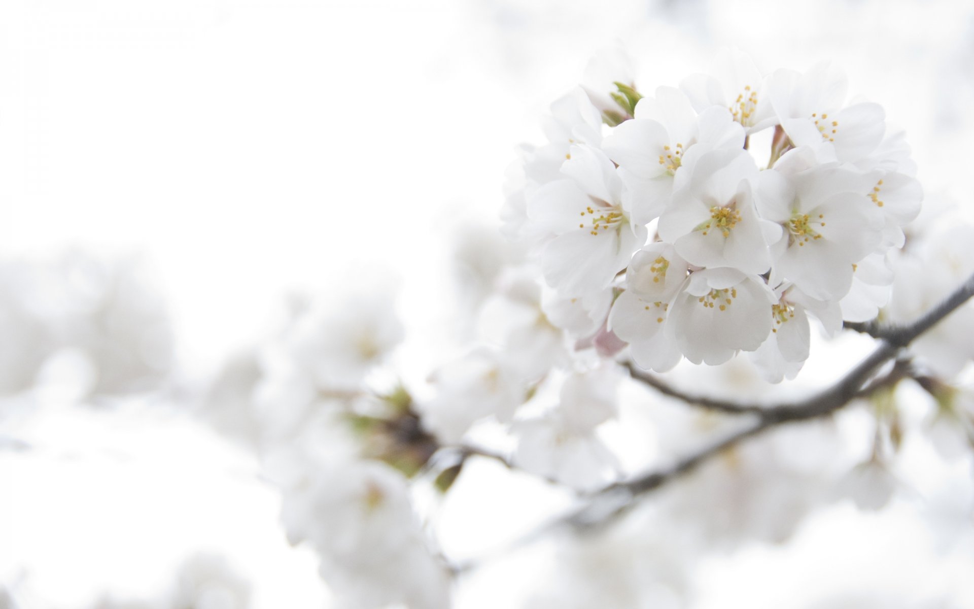 fiori di ciliegio sakura bianco fiori petali ramo luce di colore tenerezza macro primavera