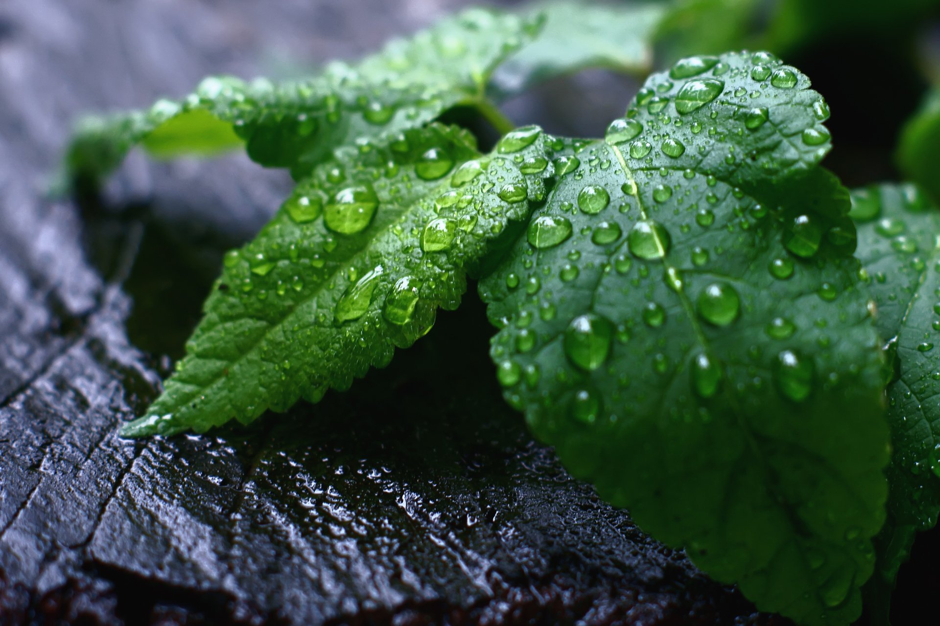 macro gotas follaje