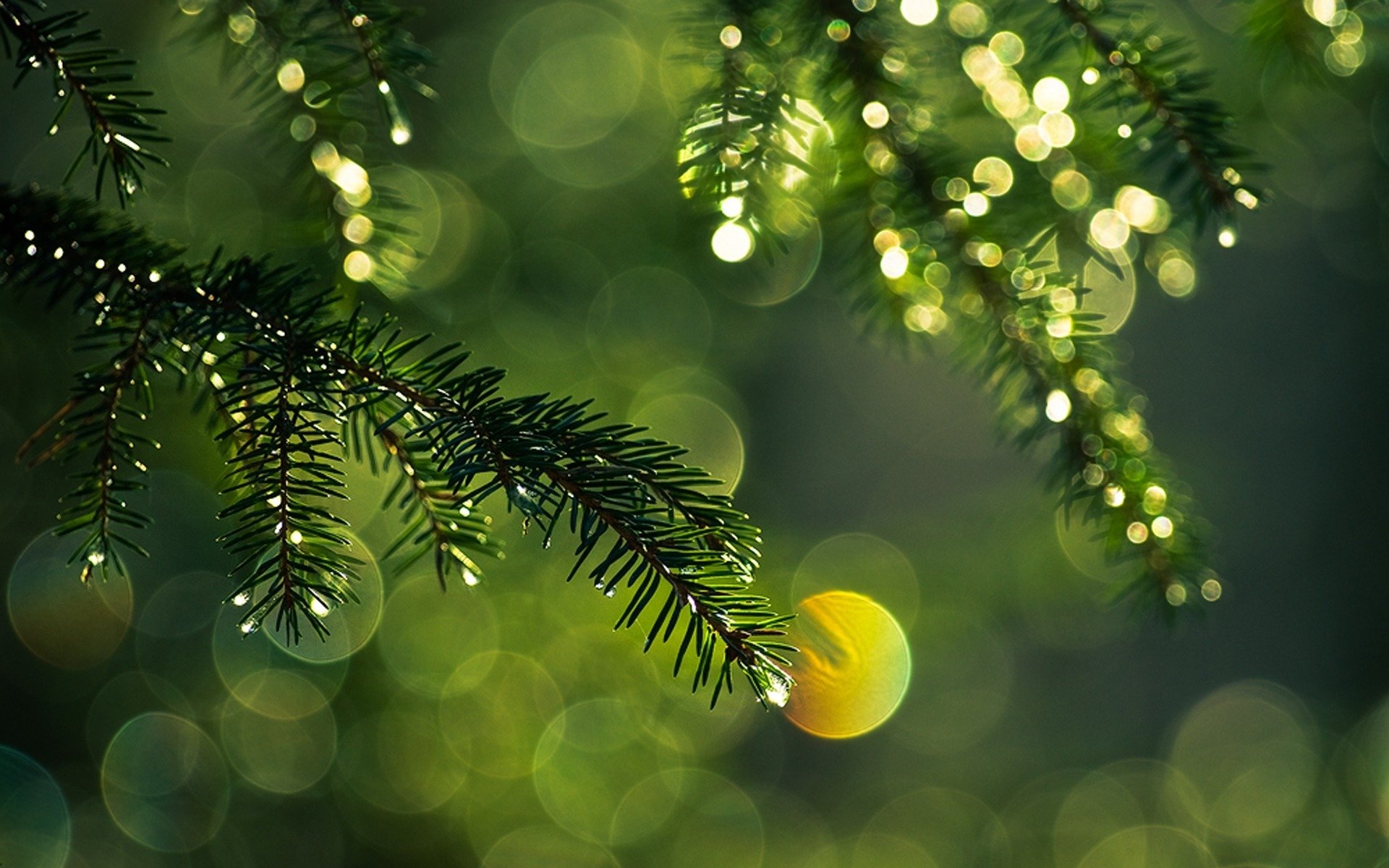 needle spruce branch branches green drops reflections light flowers close up