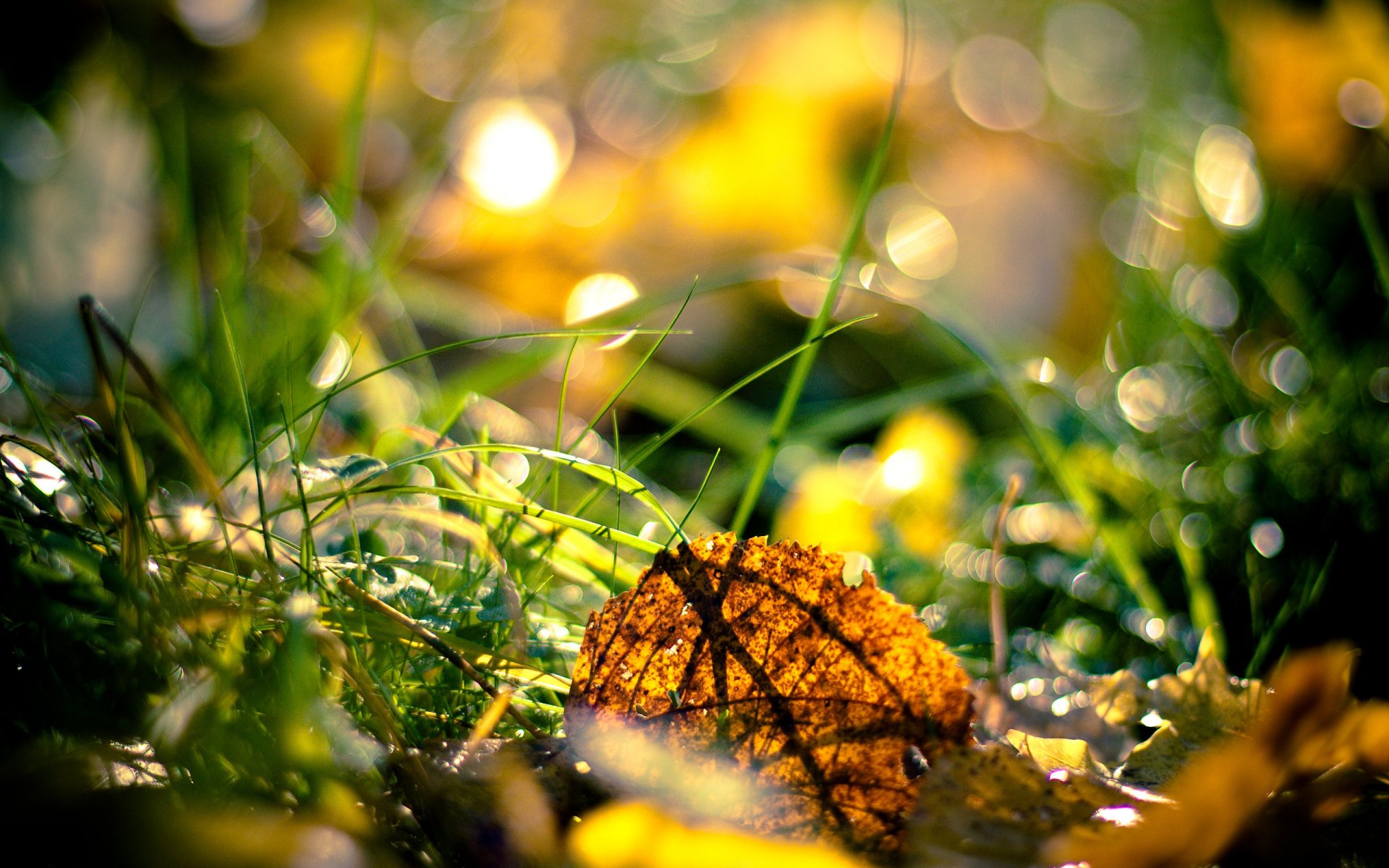 otoño hierba hojas