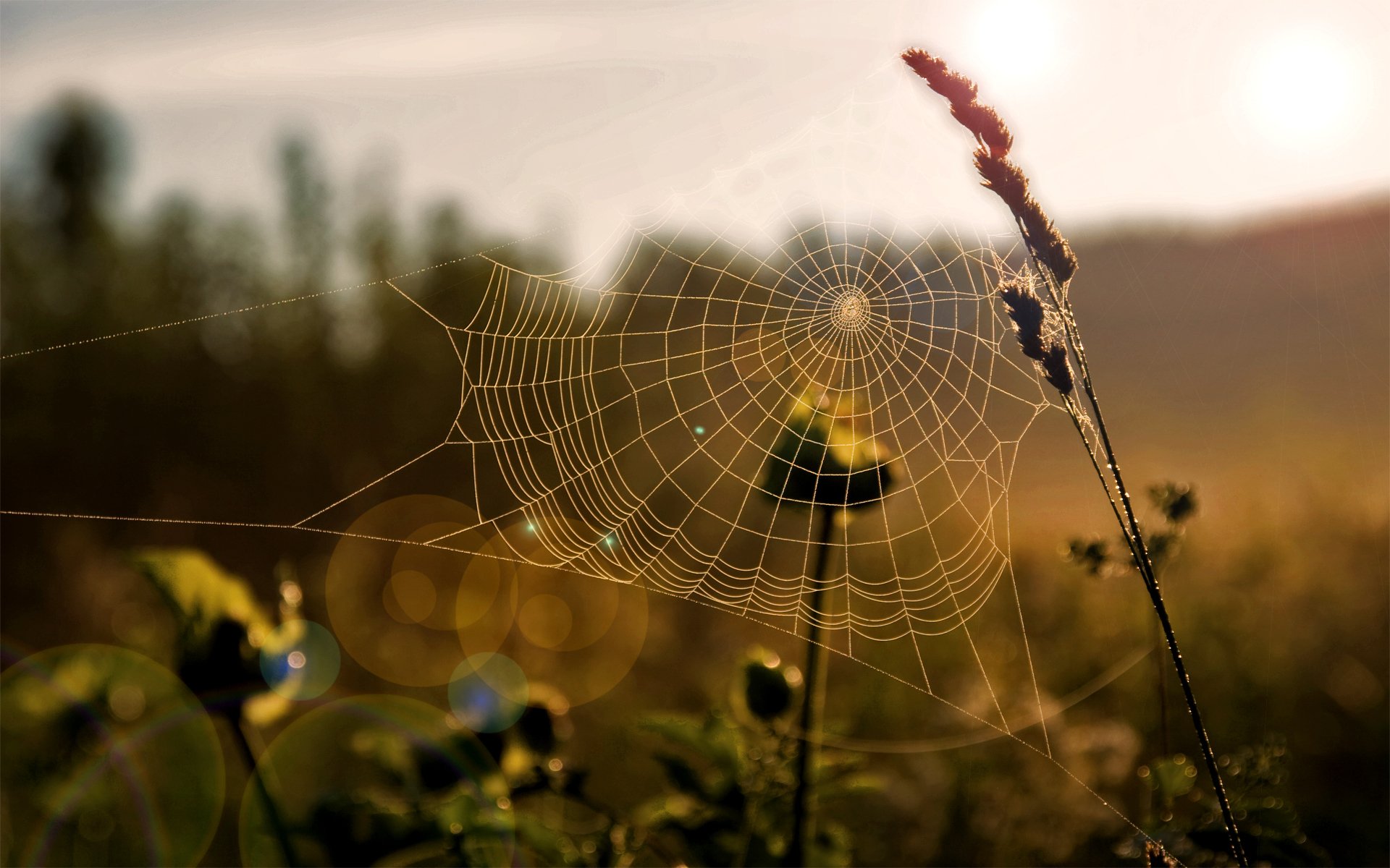 gros plan toile d araignée herbe lumière soleil matin champ