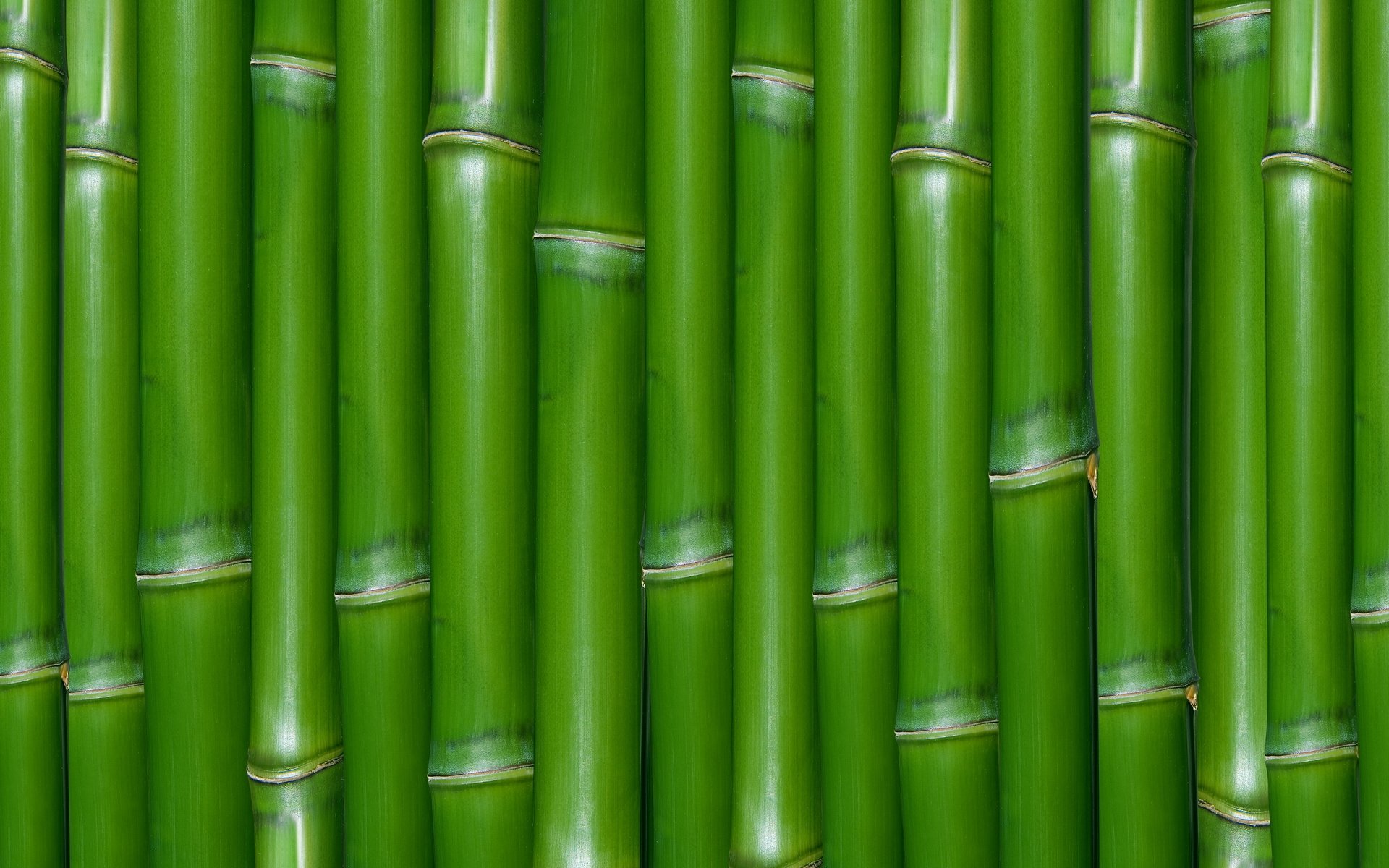 textures green bamboo