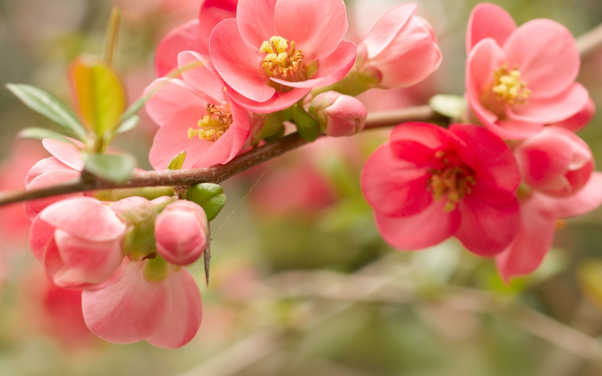 bloom flower red pink petals branch spring close up