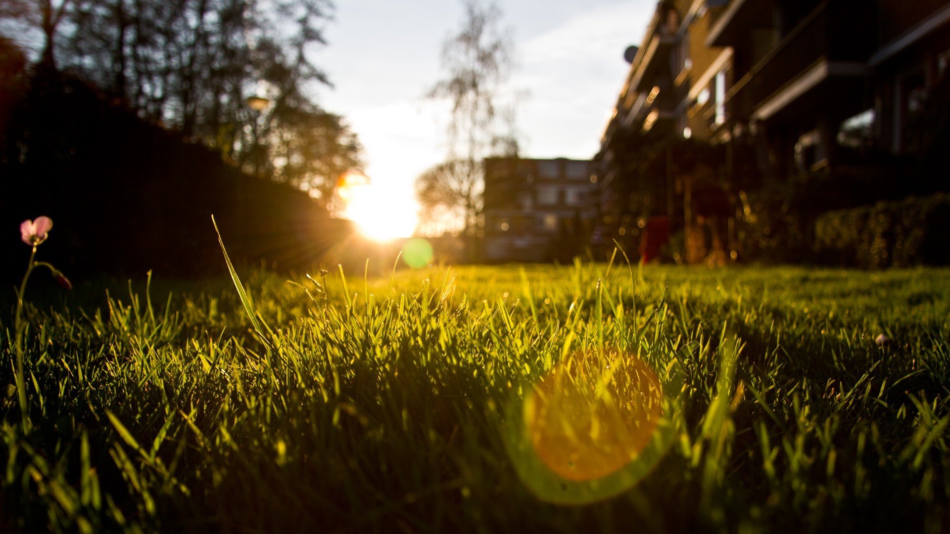 ummer nature grass evening light sun rays macro photo focus blur wallpaper