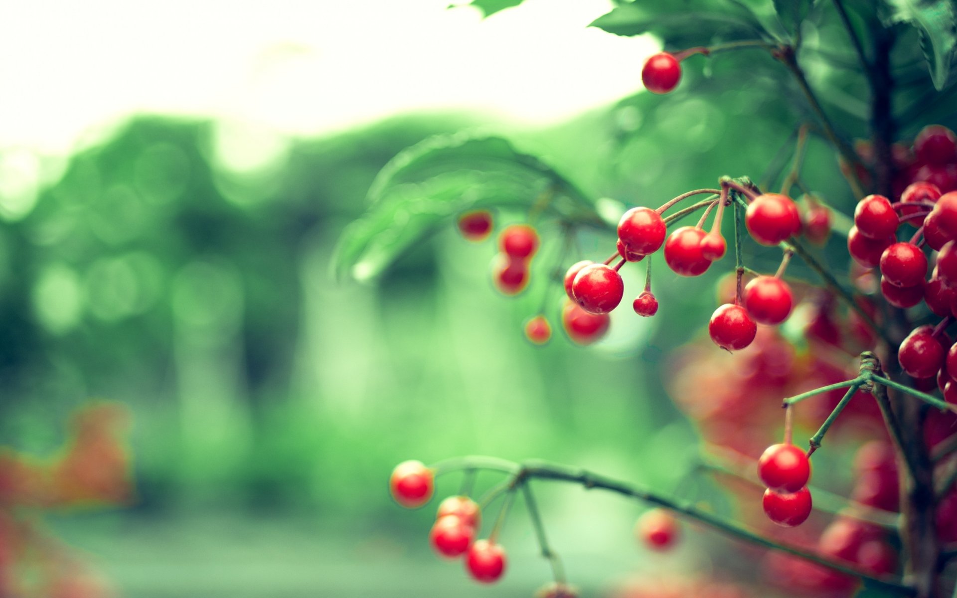 zweig zweig rot beeren blätter natur farben unschärfe blendung bokeh hintergrund tapete