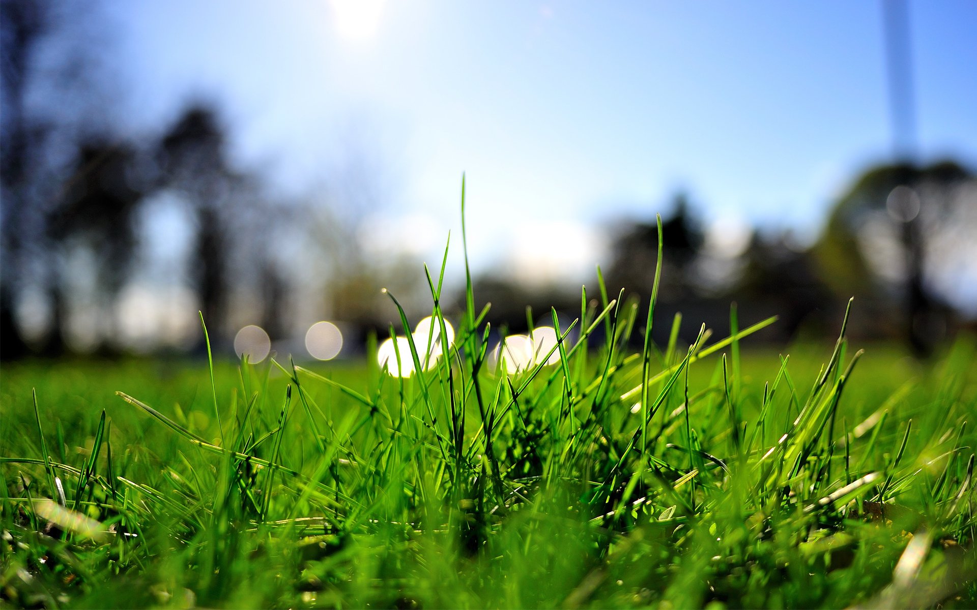 close up grass summer green lights turf lawn