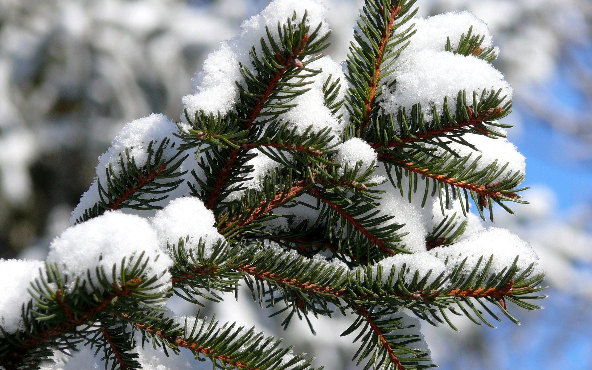 winter kälte frost weihnachtsbaum zweig nadeln nadeln schnee hintergrund himmel klar sonnig