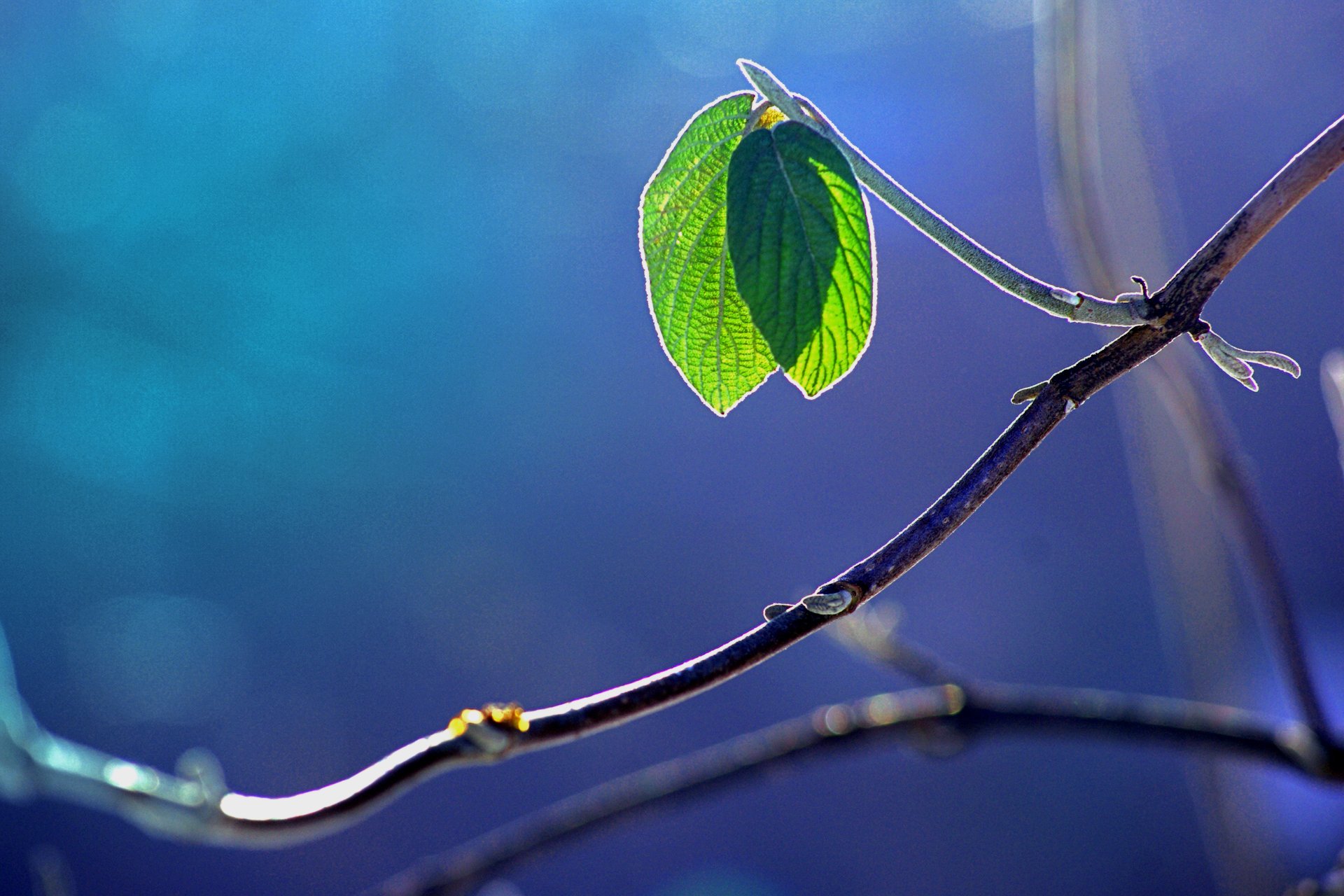 close up branch foliage reflection