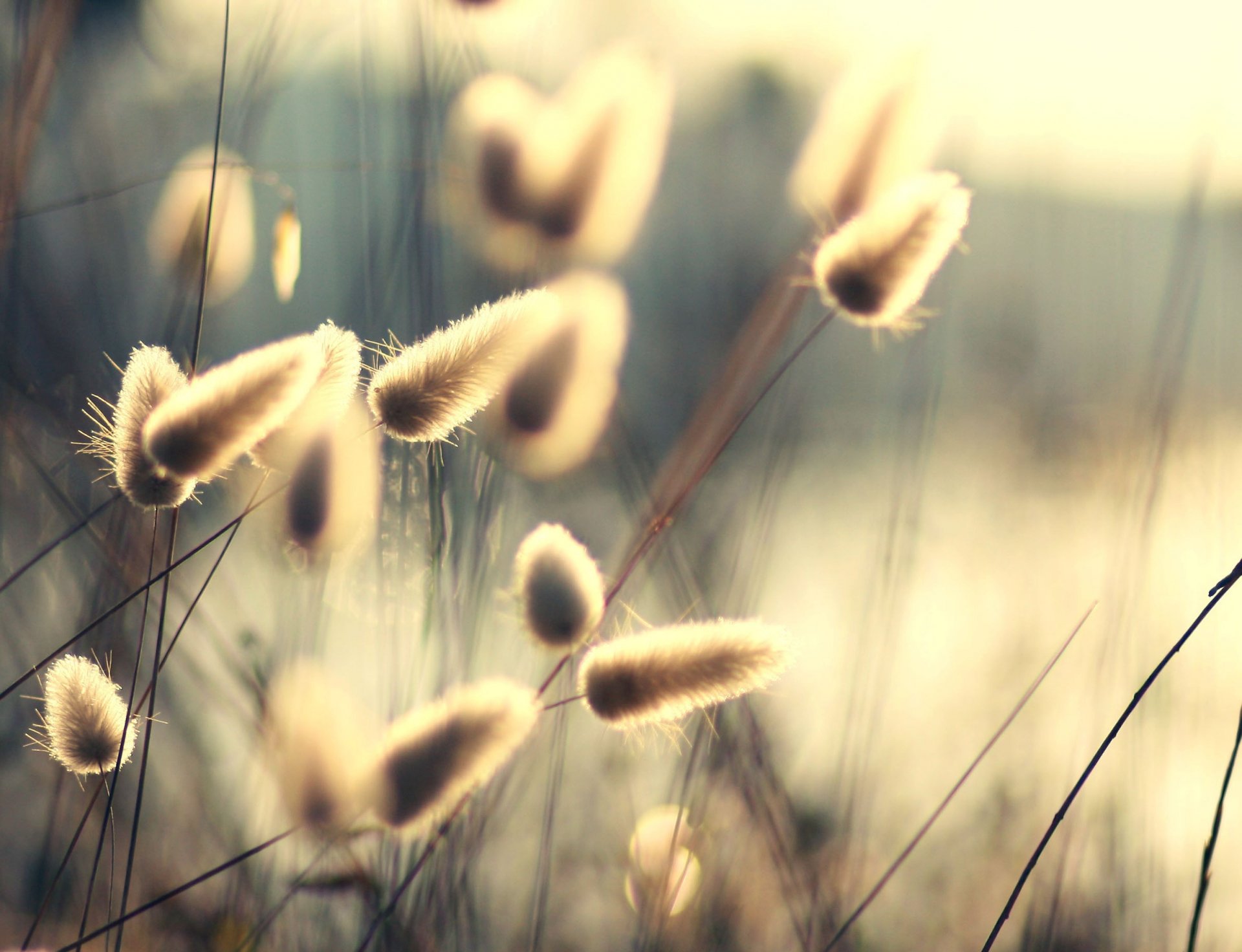 plantas naturaleza tallos pelusas luz sol rayos verano